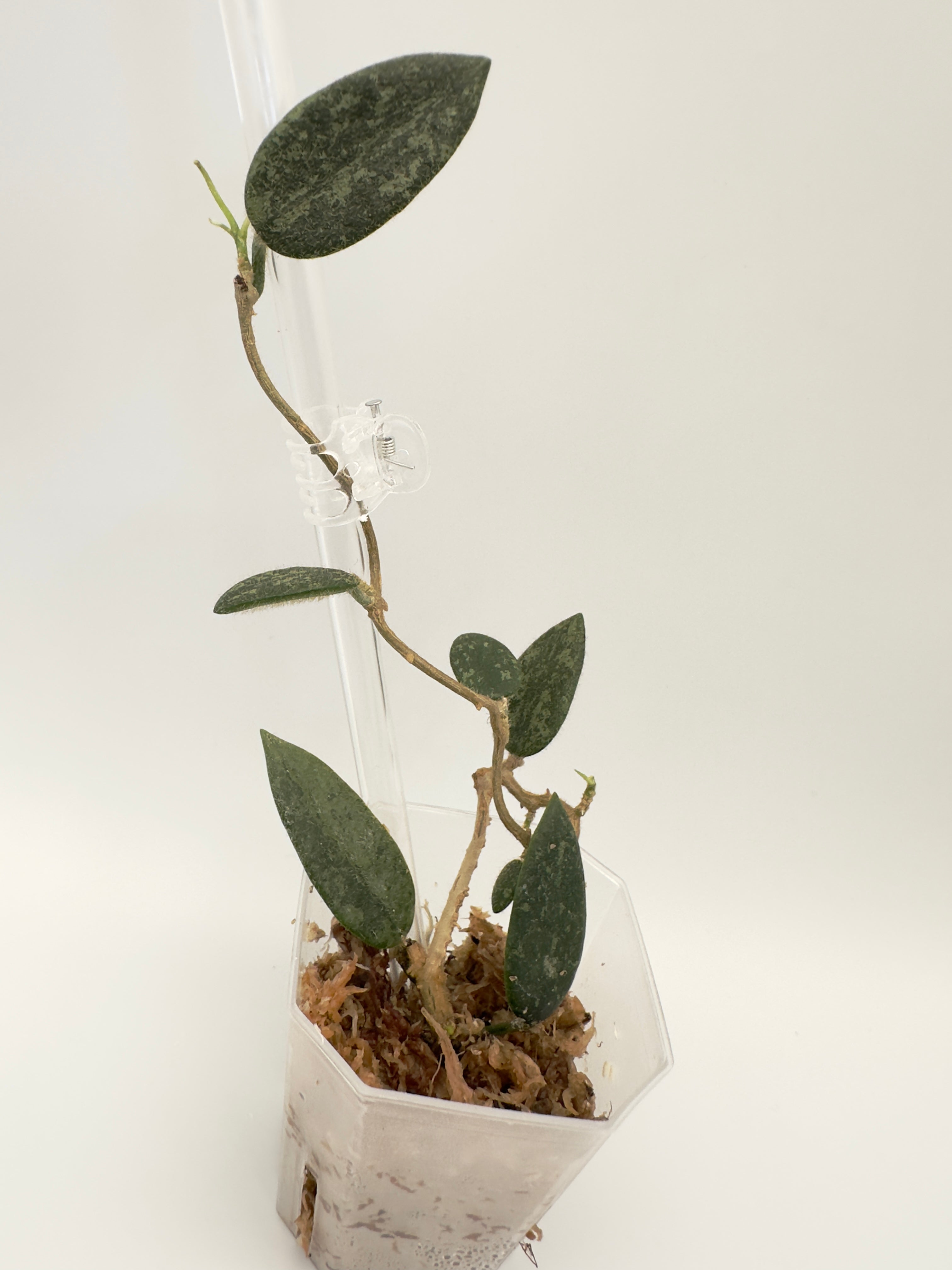 Hoya Thomsonii Splash (B)