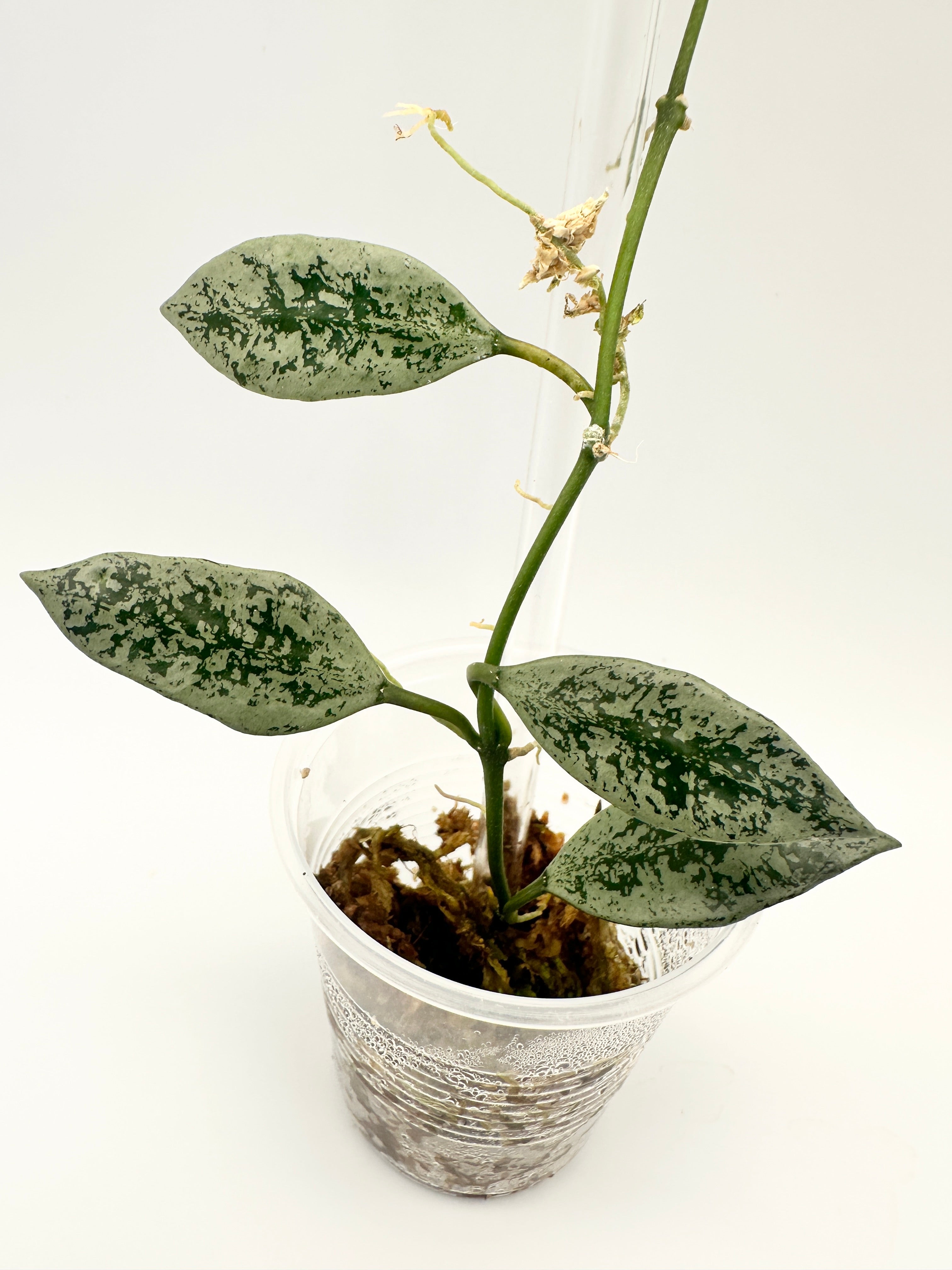 Hoya Lacunosa ‘Leopard Skin’