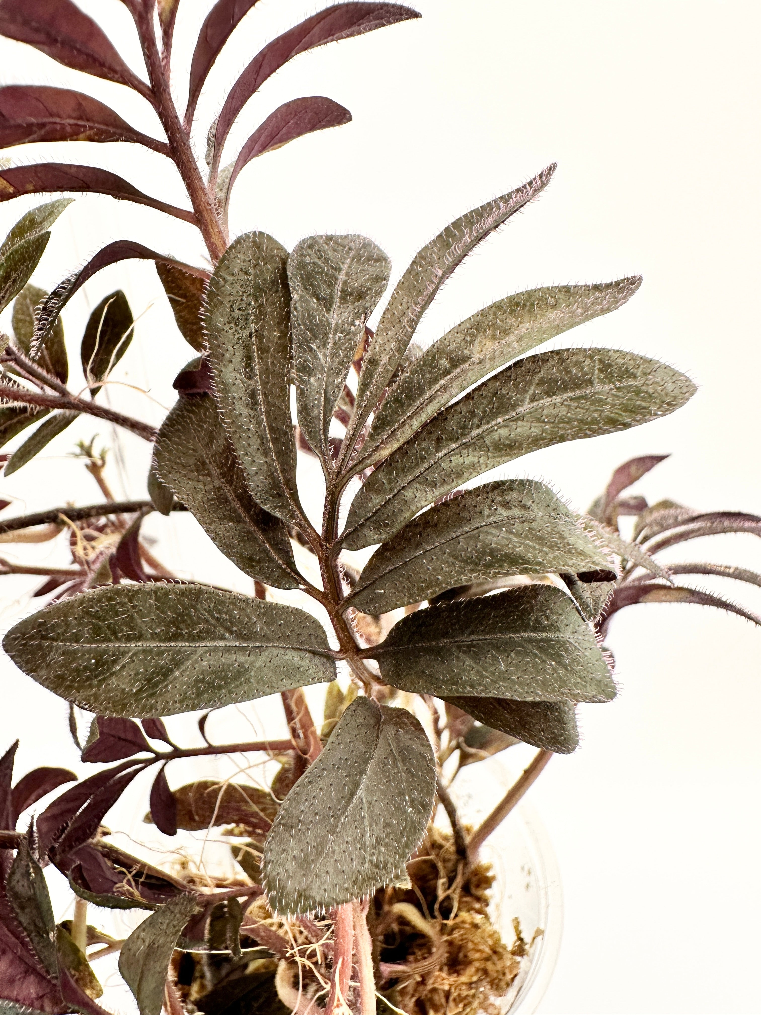 Solanum Uleanum