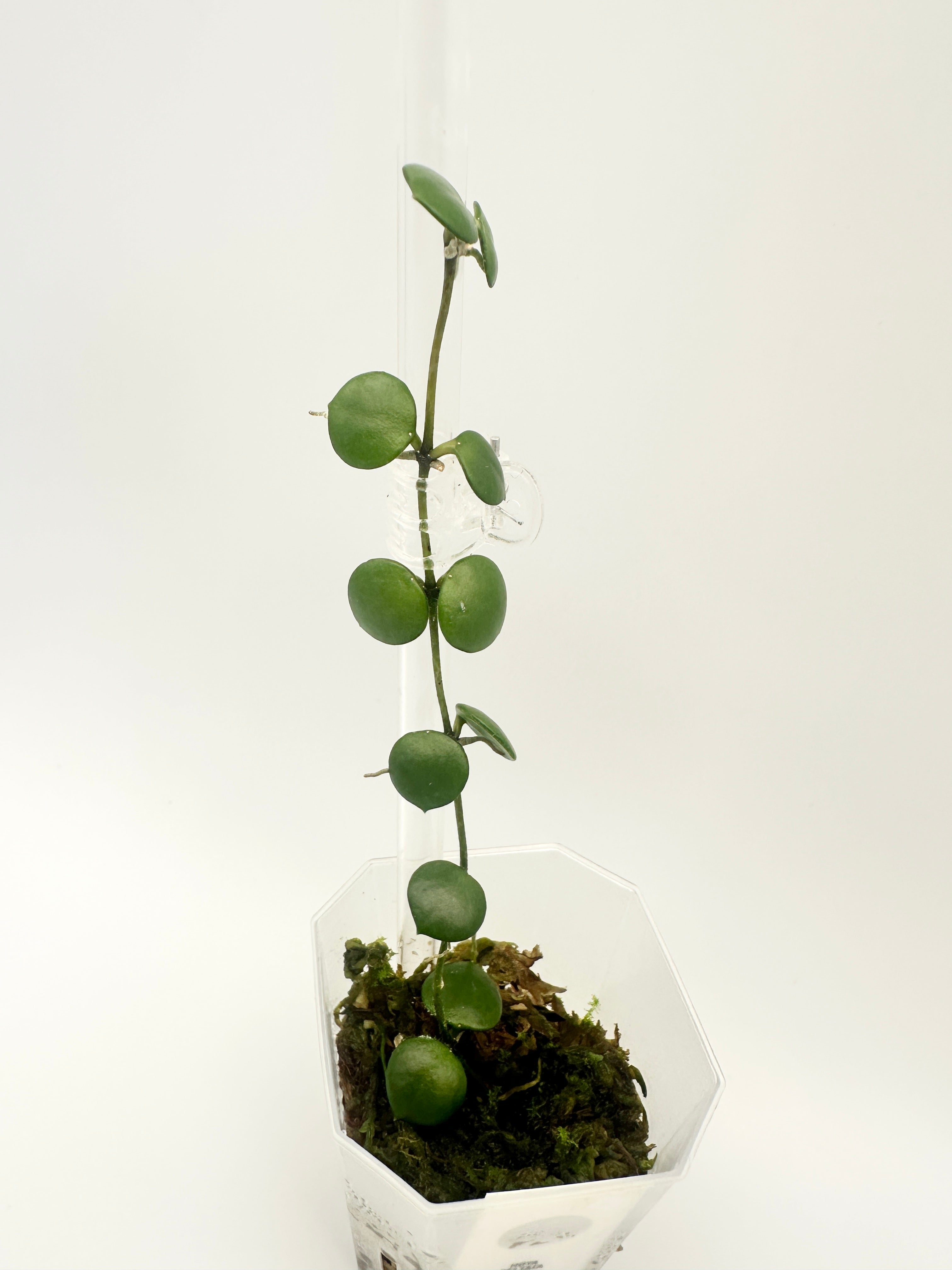 Hoya Peltata
