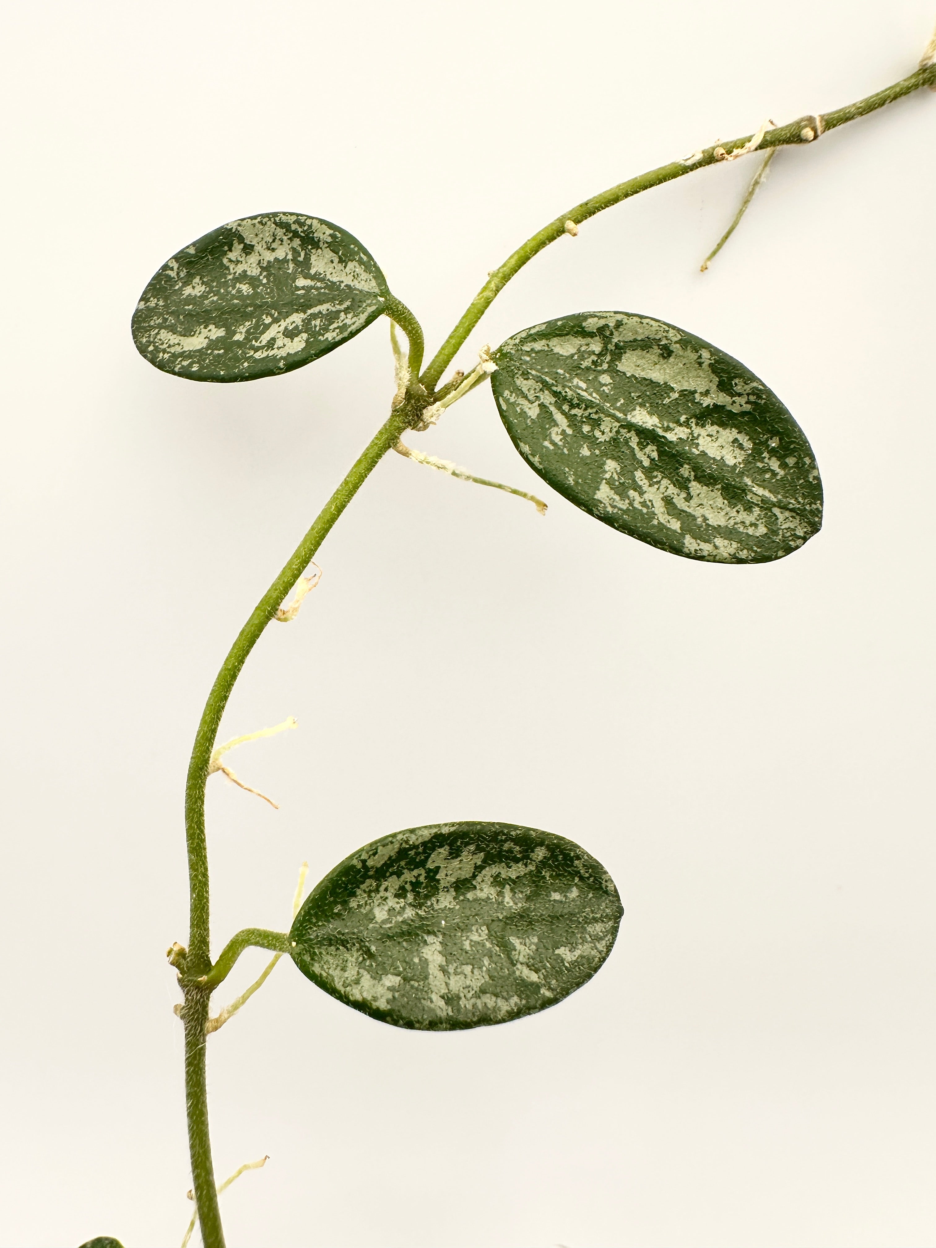 Hoya Lima Splash