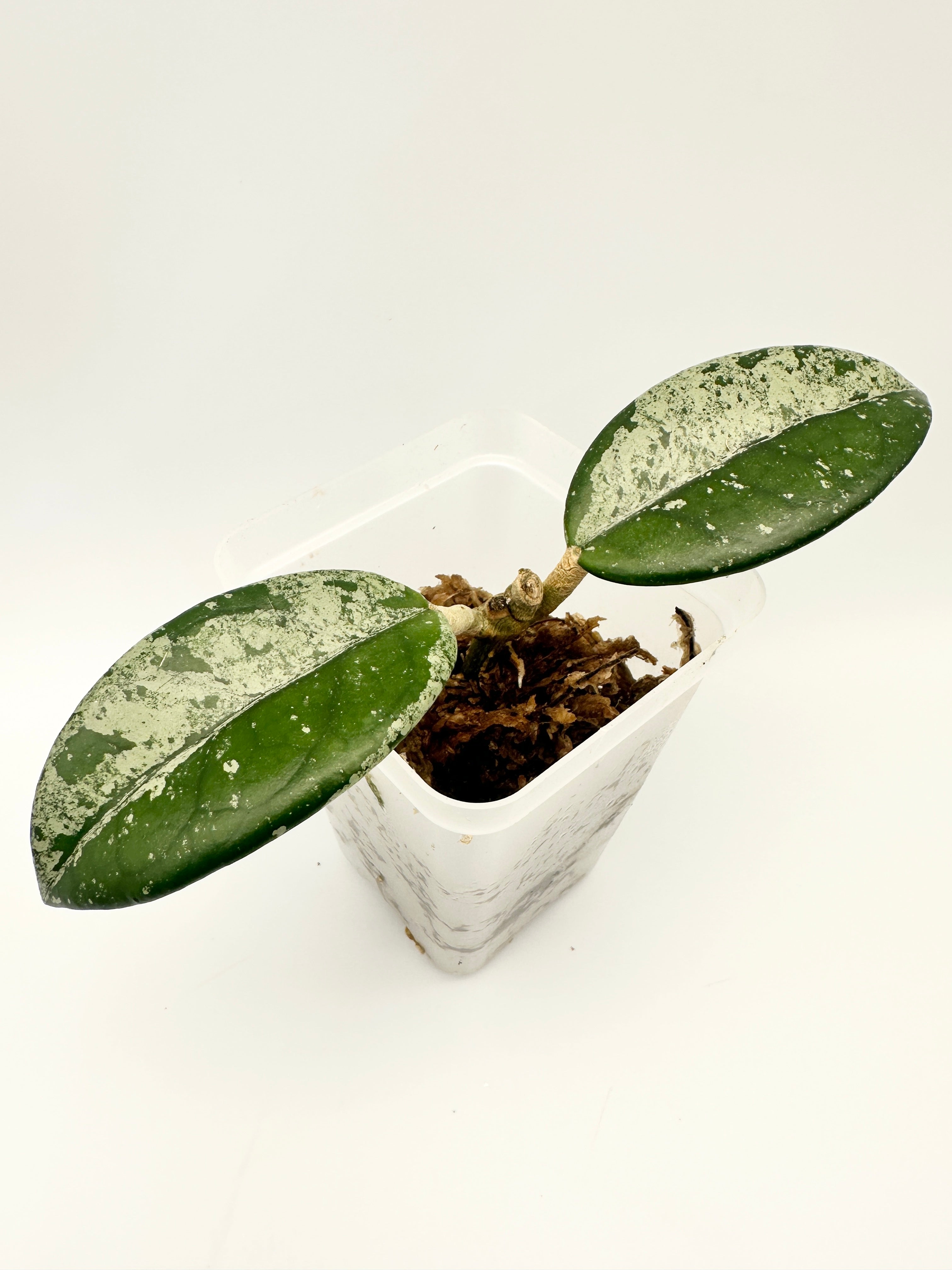 Hoya Carnosa ‘Wilbur Graves Russia’