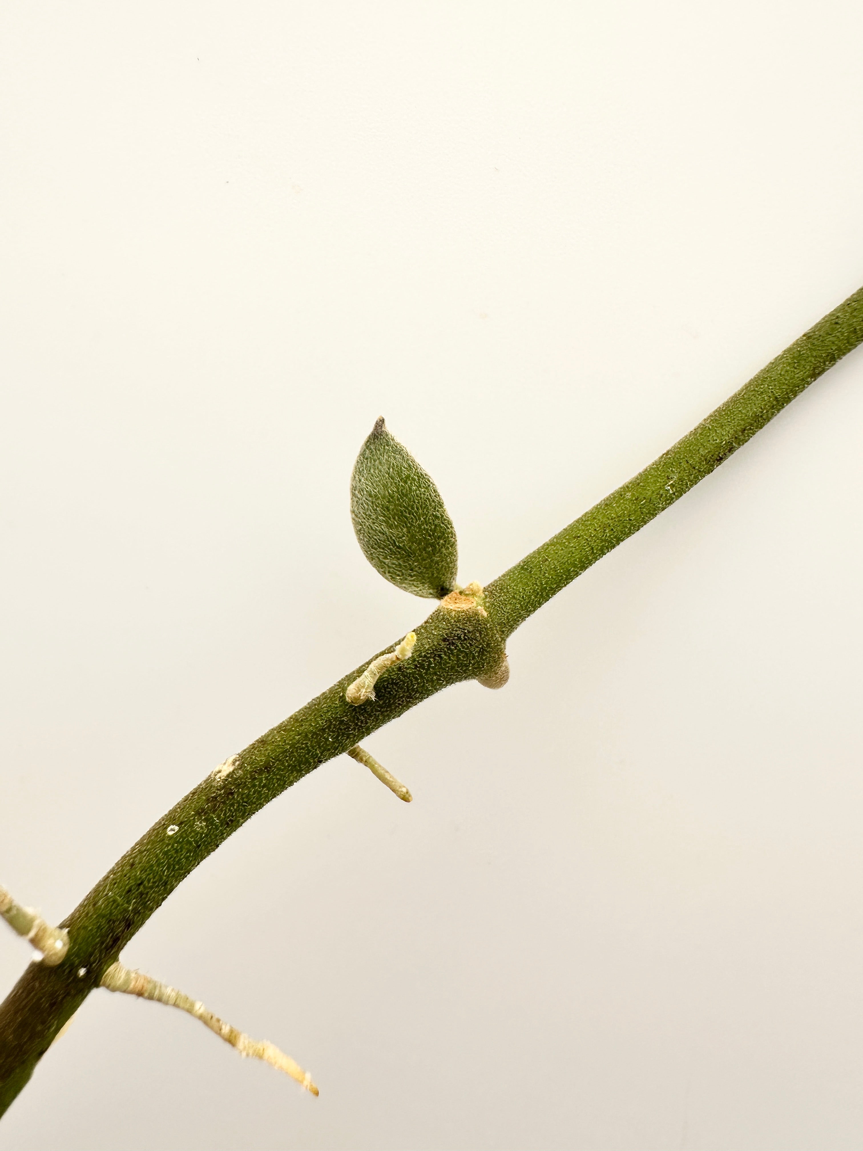 Hoya Waymaniae ‘Cloudy Sky’