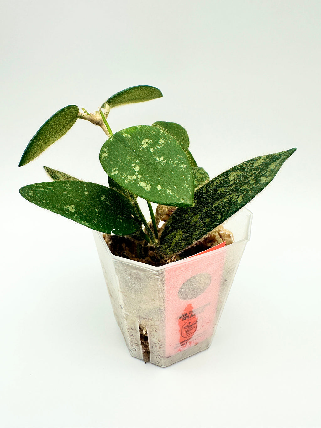 Hoya Thomsonii Splash (A)