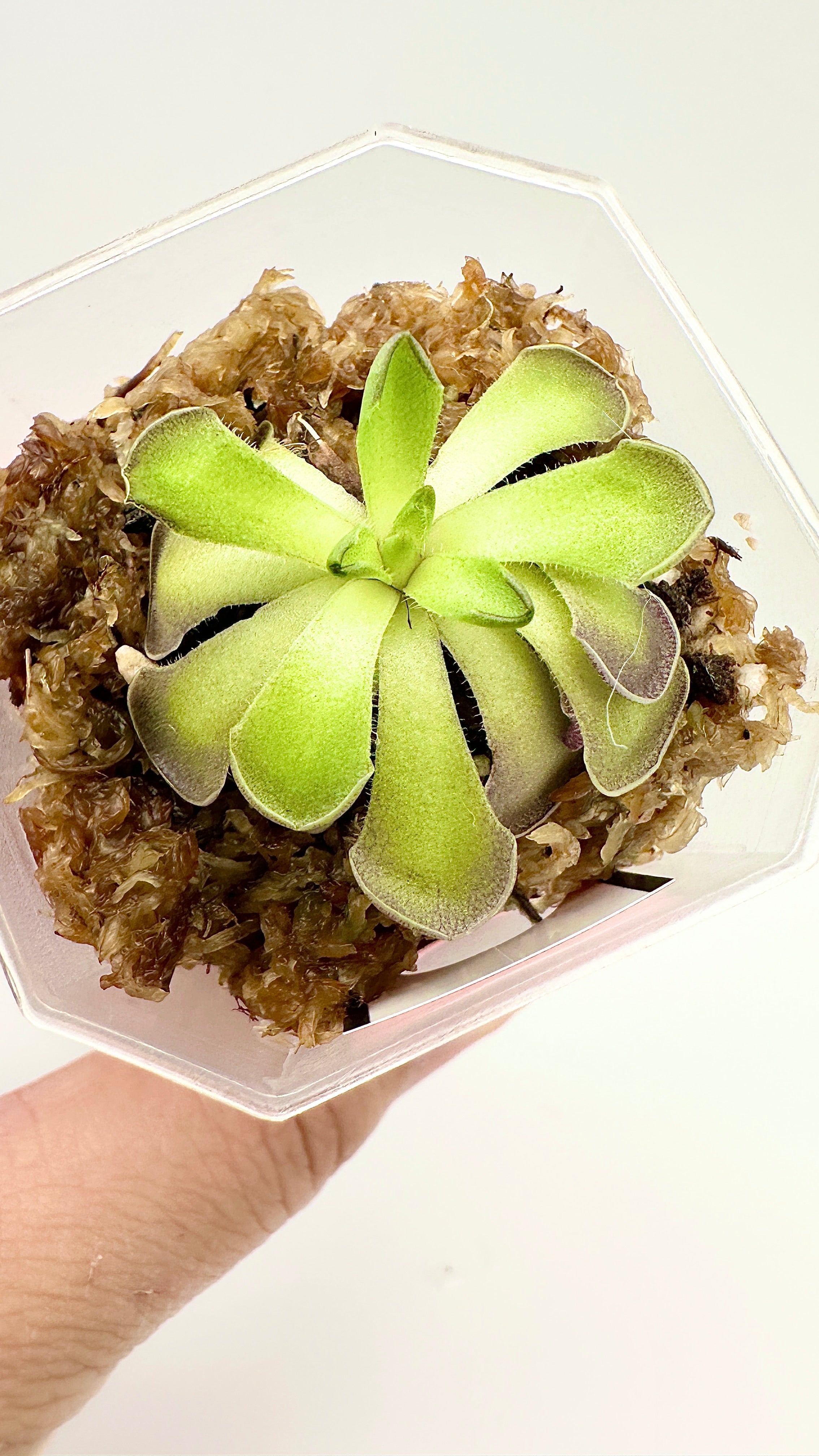 Pinguicula Cyclosecta