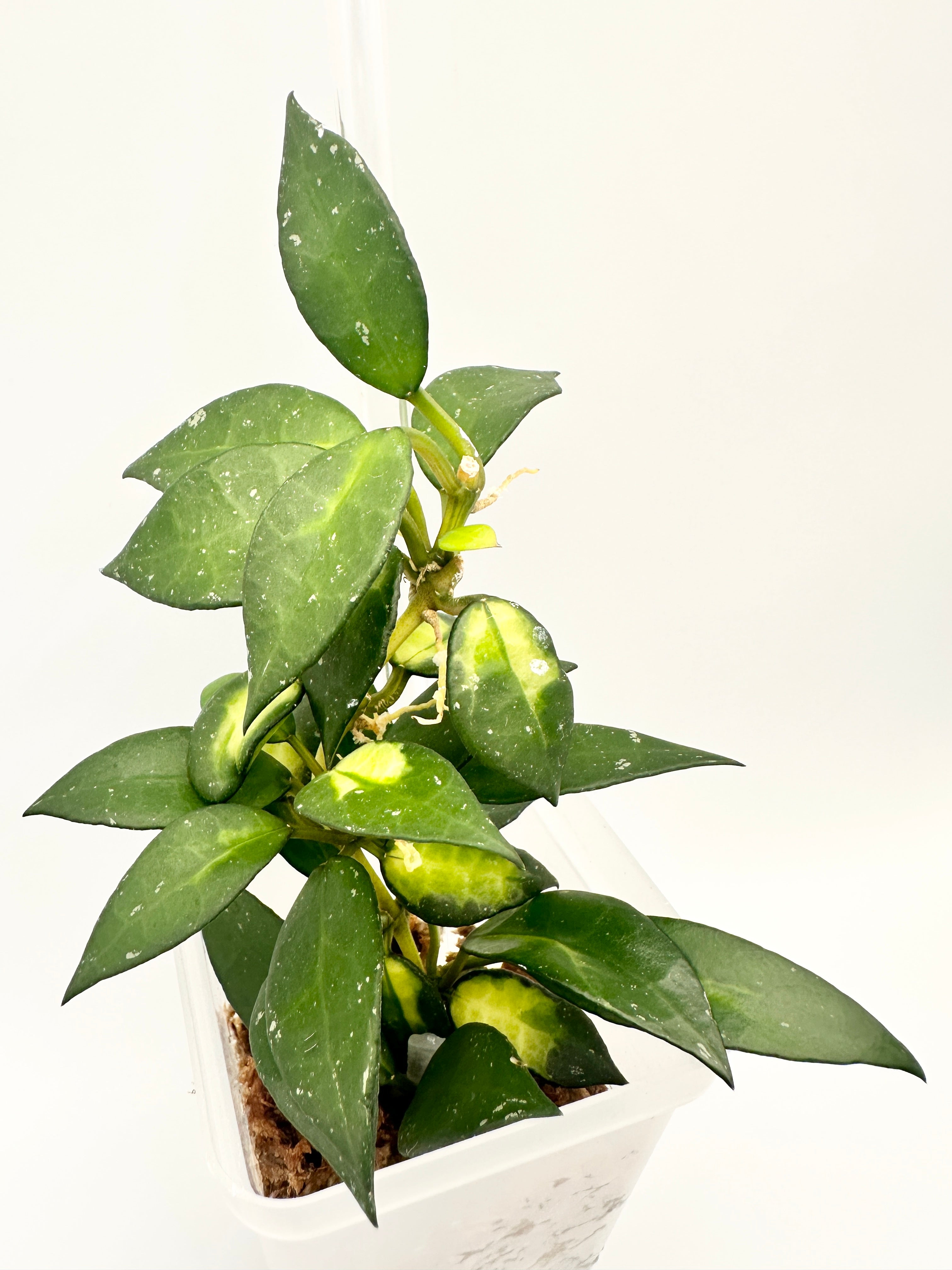 Hoya Lacunosa ‘Golden Flame’