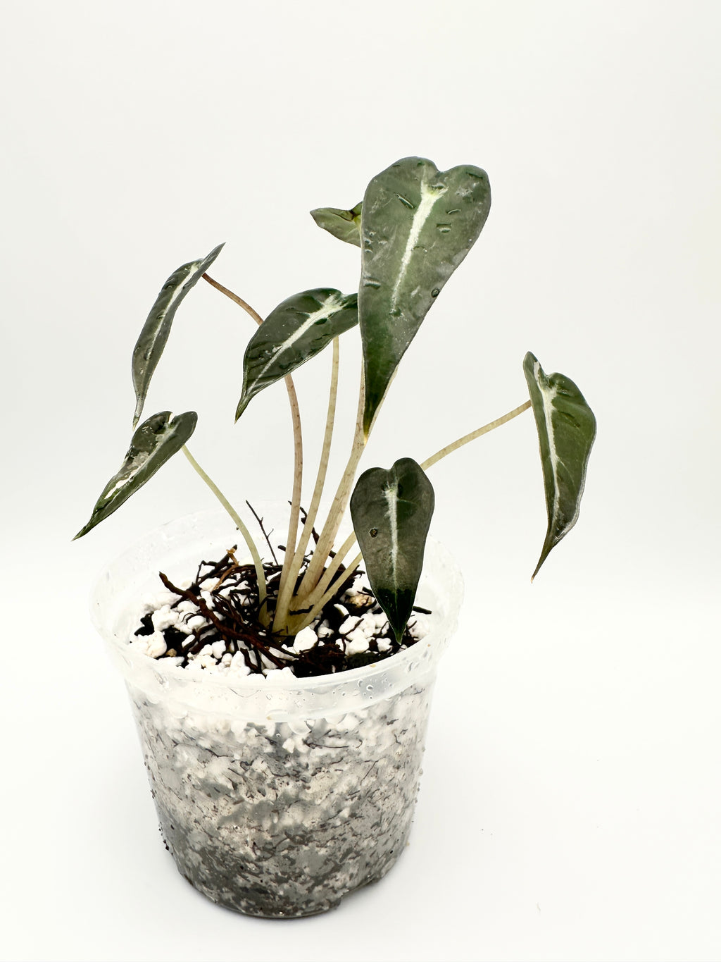 Alocasia Amazonica ‘Bambino’