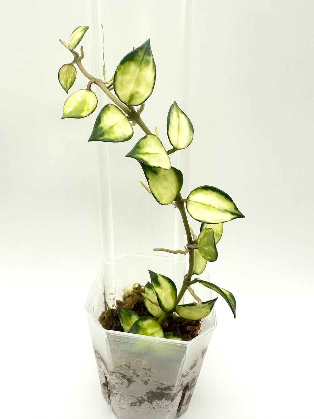 Hoya Lacunosa ‘Tricolour Bruno’