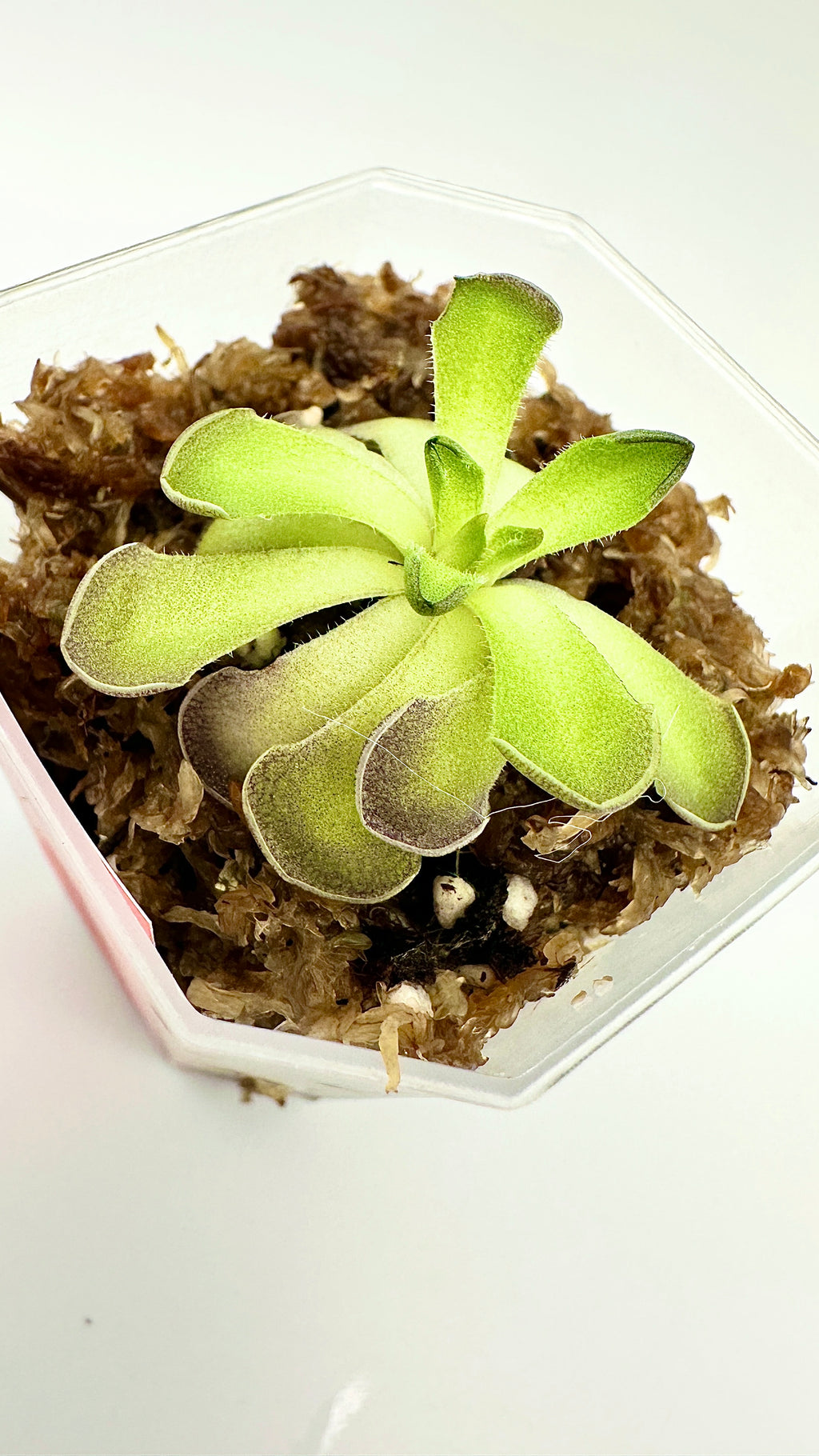 Pinguicula Cyclosecta