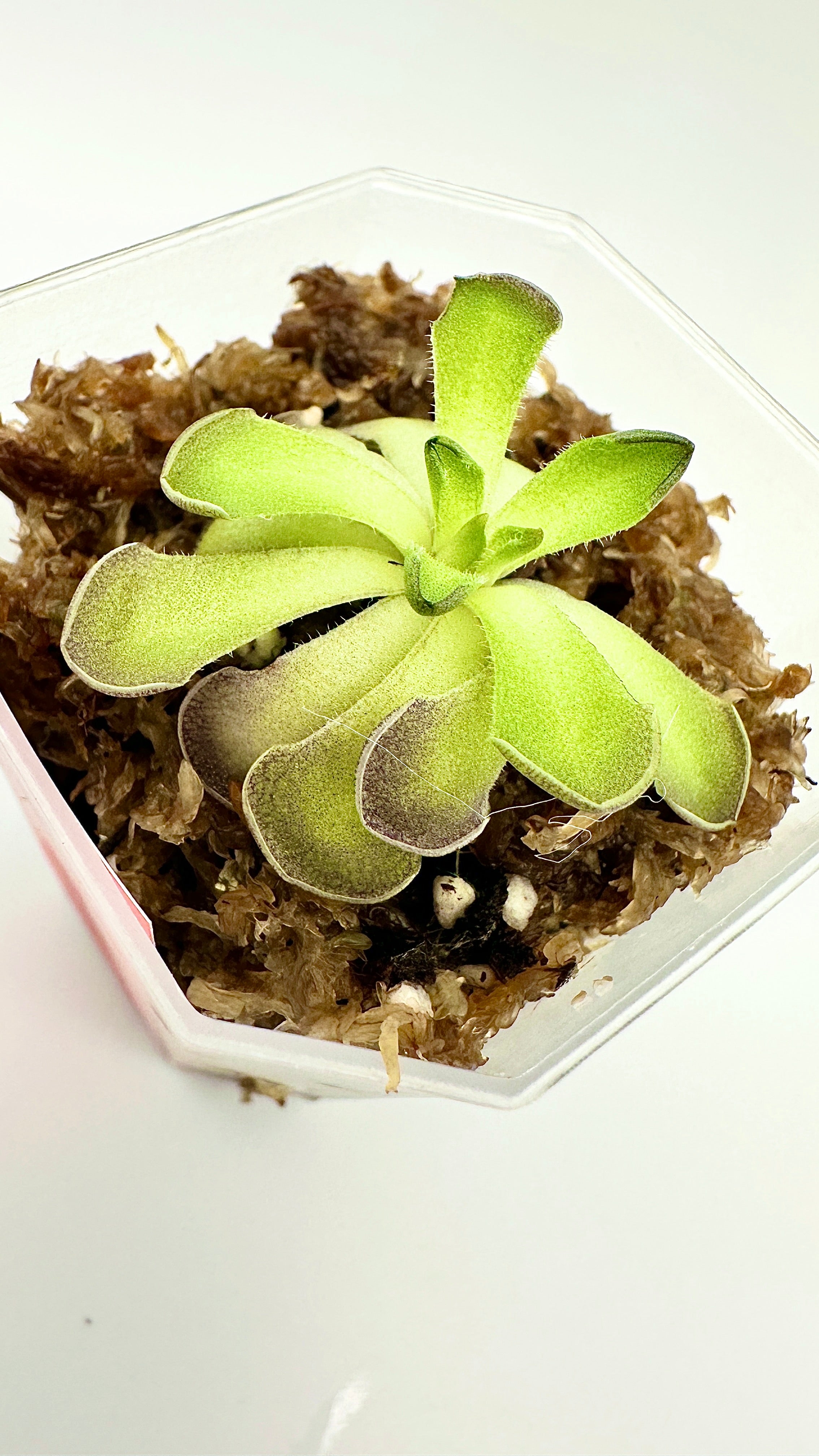 Pinguicula Cyclosecta
