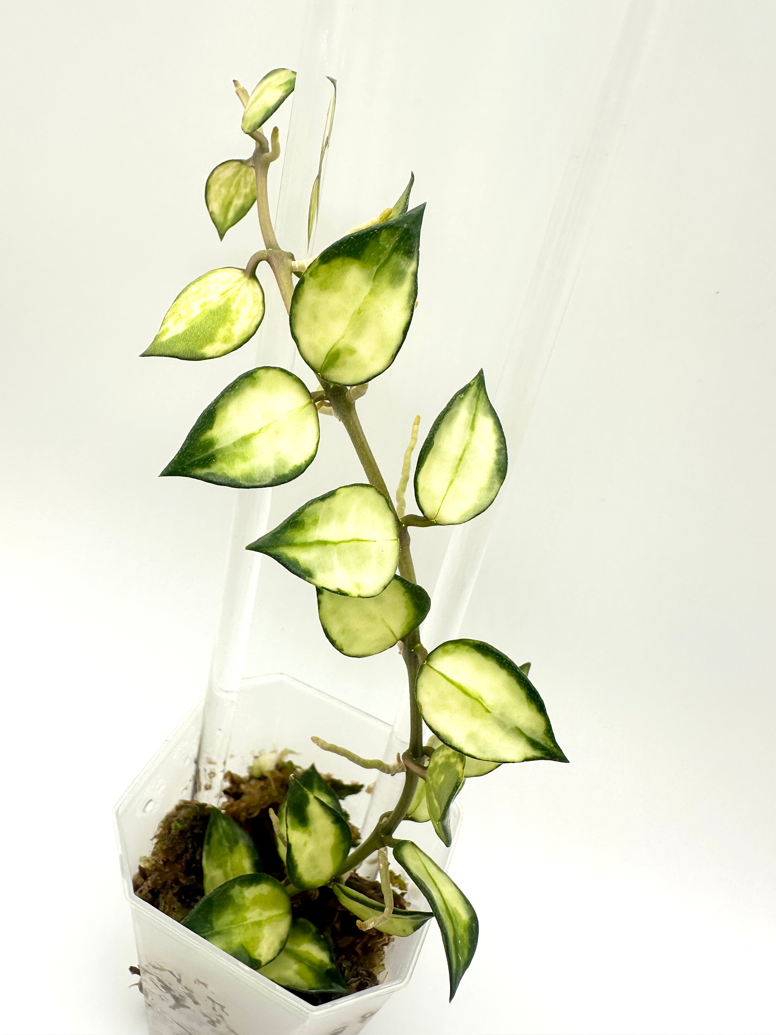 Hoya Lacunosa ‘Tricolour Bruno’