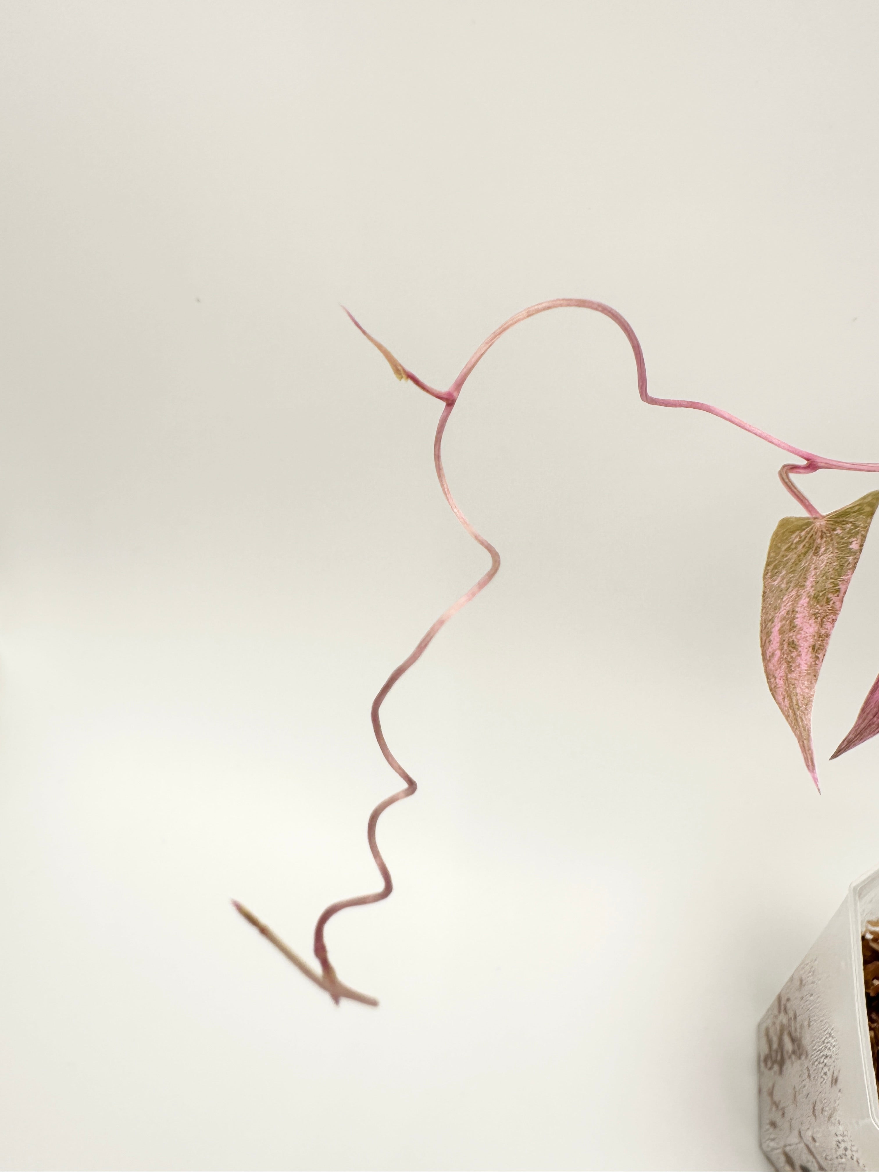 Dioscorea ‘Pink Pixel’ (RARE) 🦄