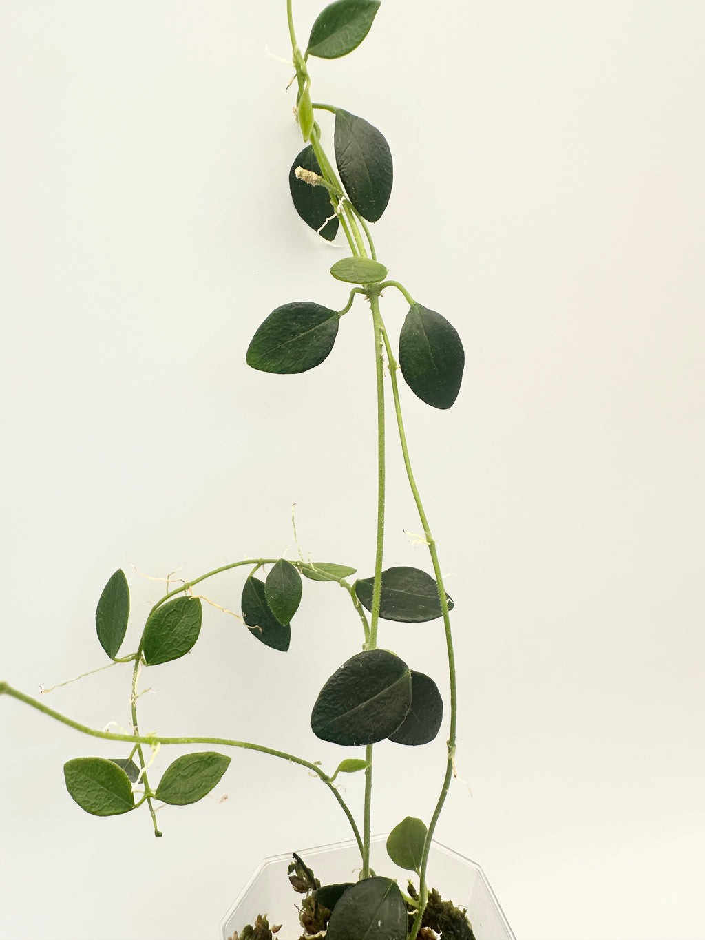Hoya IM-08