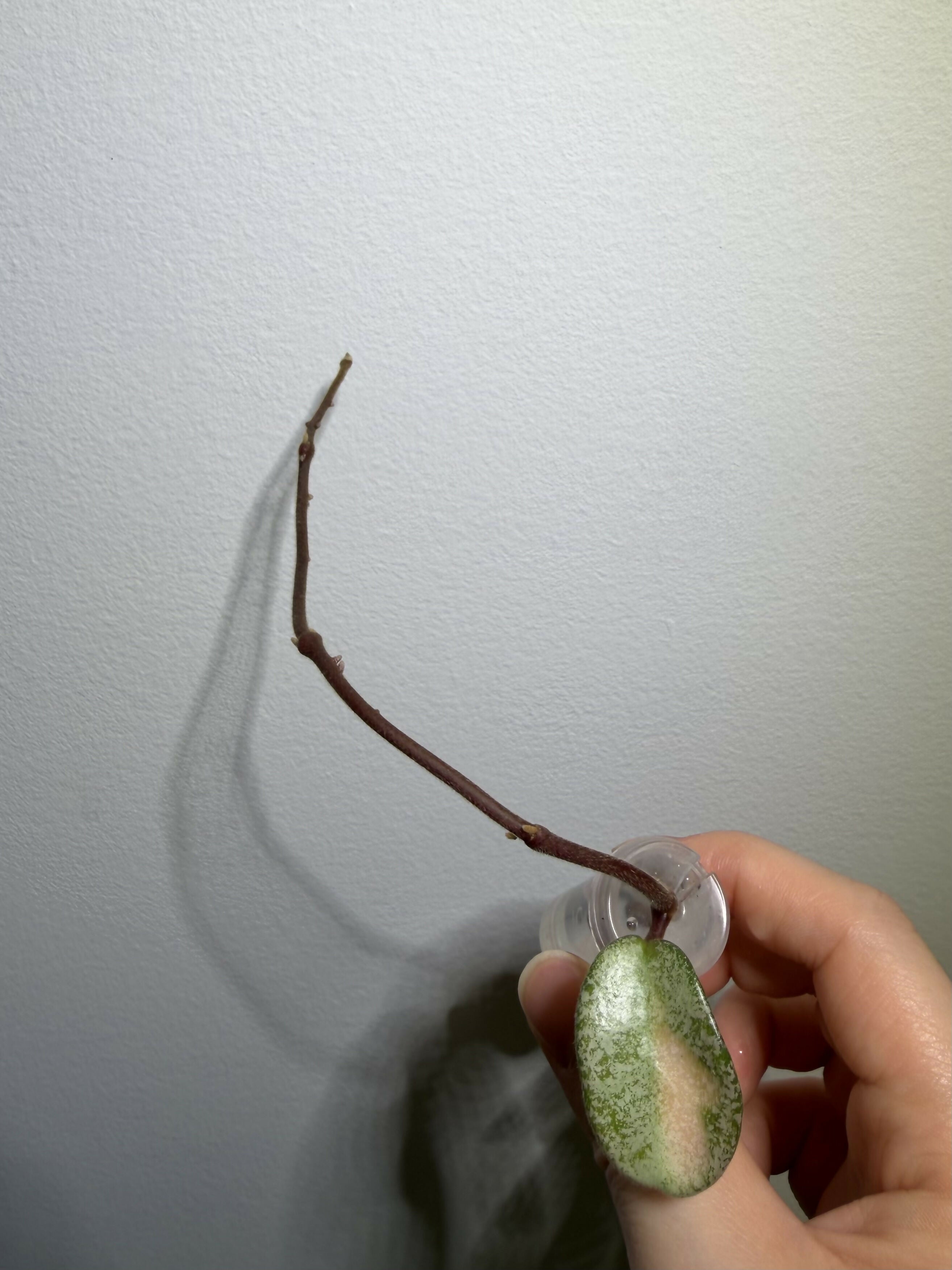 Hoya Argenea Princess