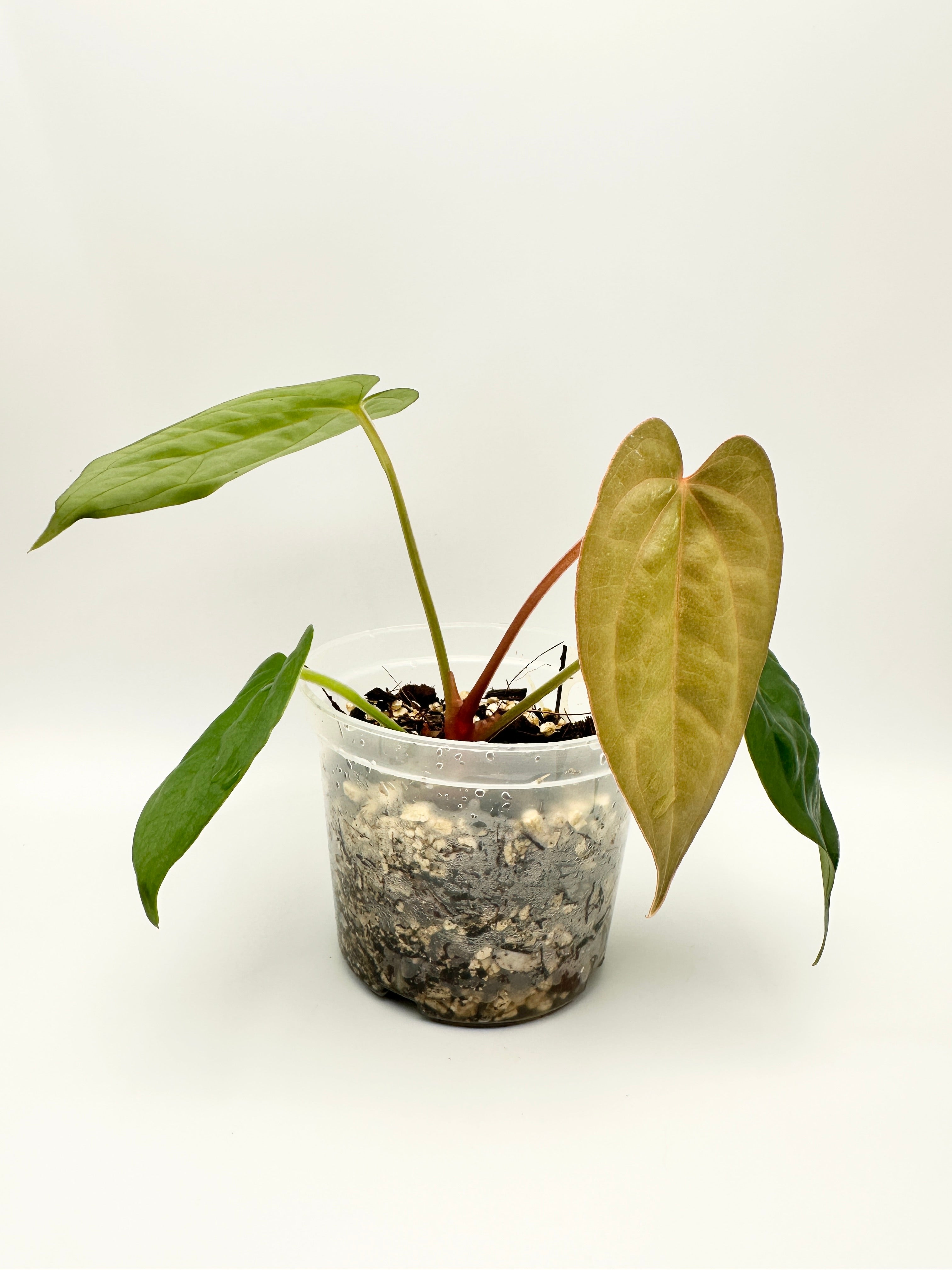 Anthurium Luxurians