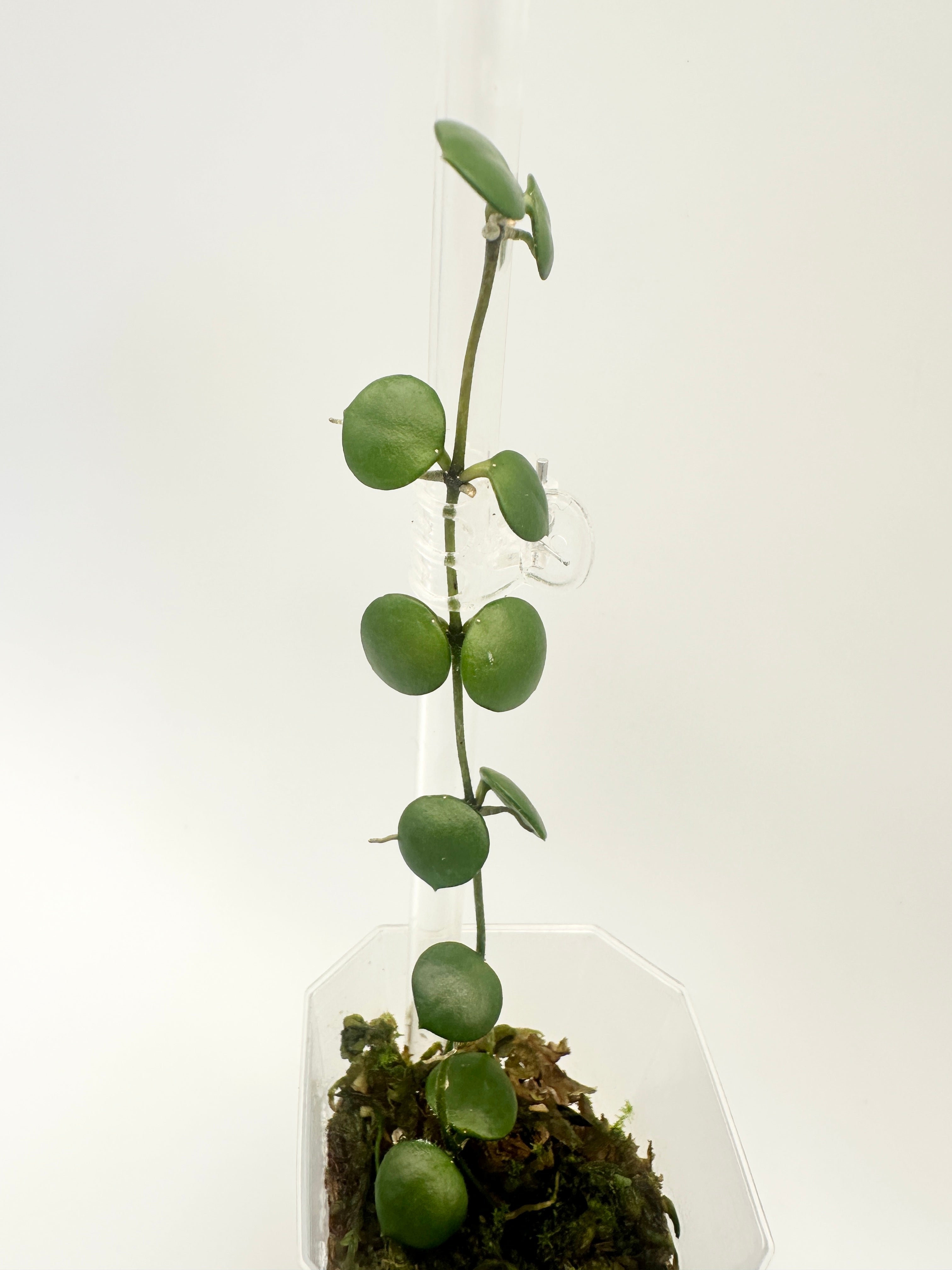 Hoya Peltata