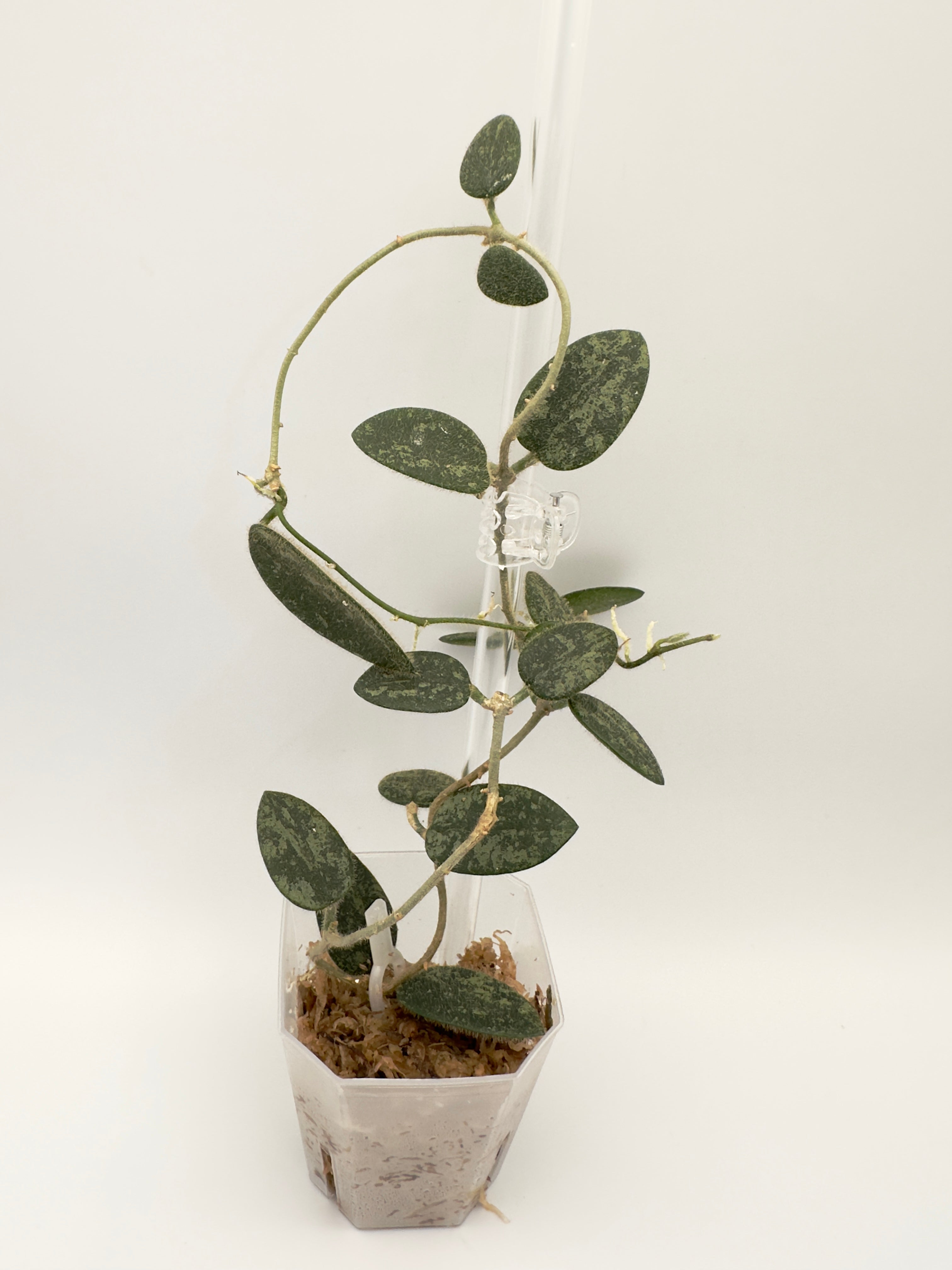 Hoya Thomsonii Splash (A)