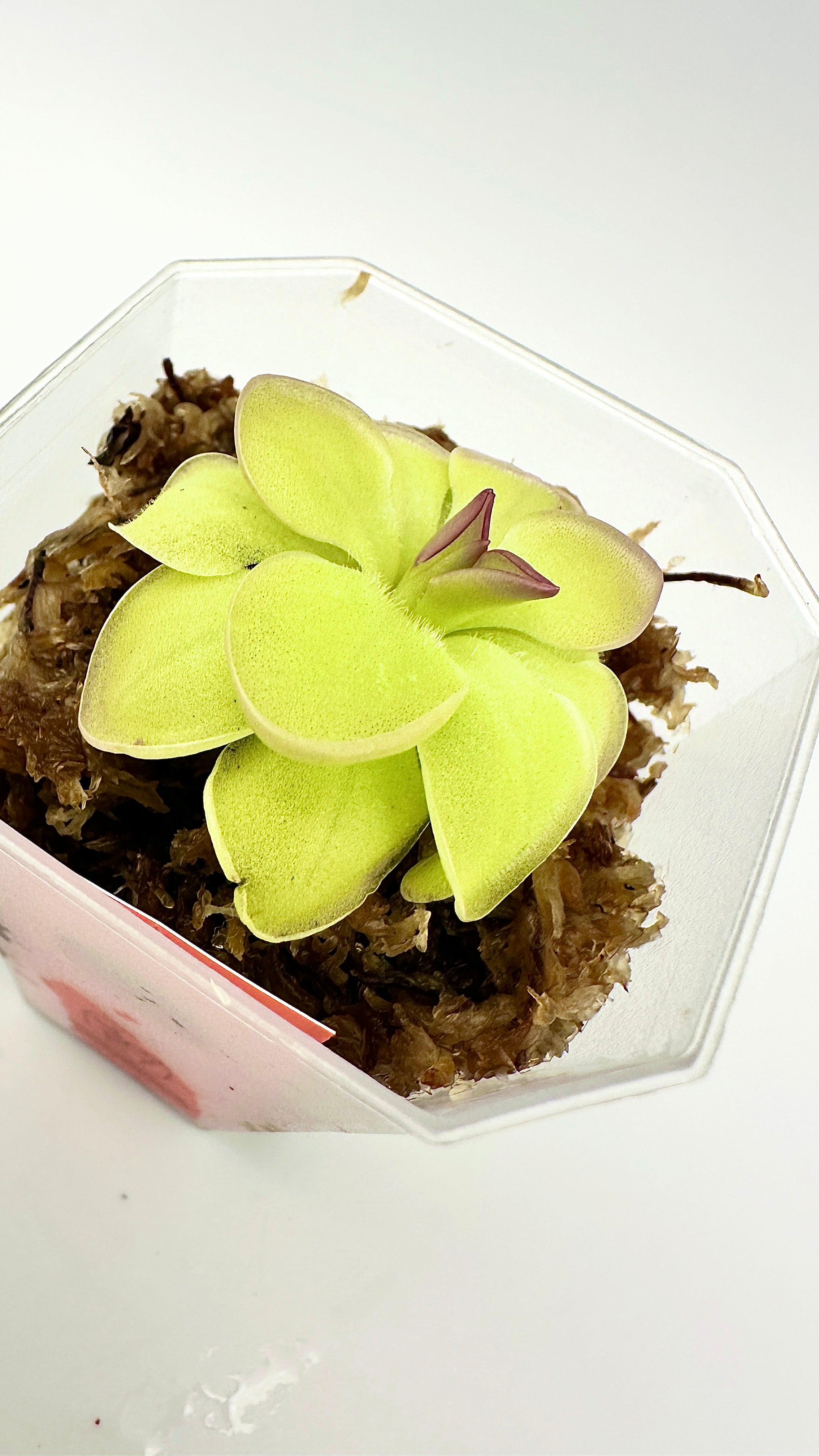 Pinguicula ‘Hanka’