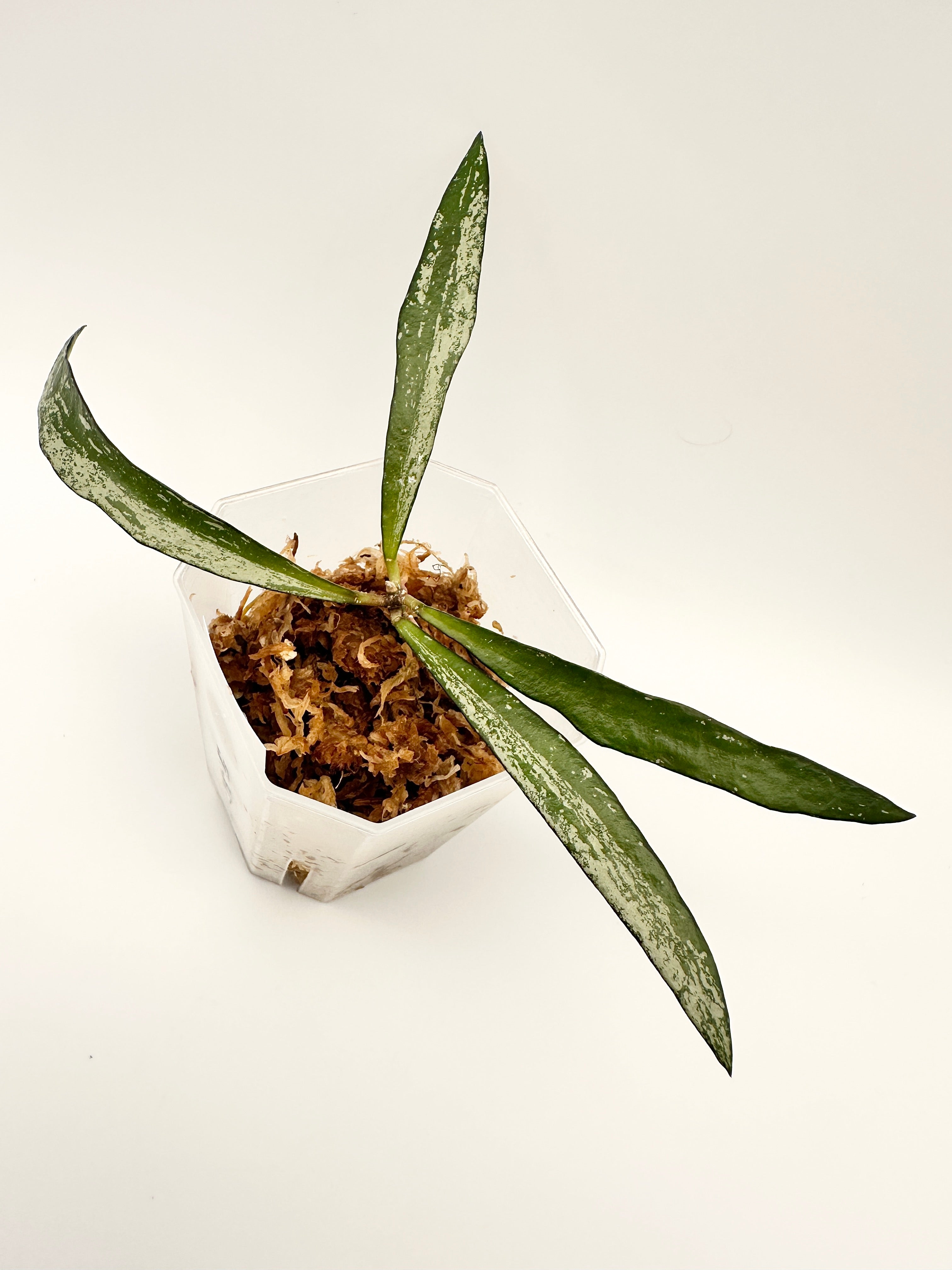 Hoya Sp. Tanggamus Bamboo Leaf Silver (B)