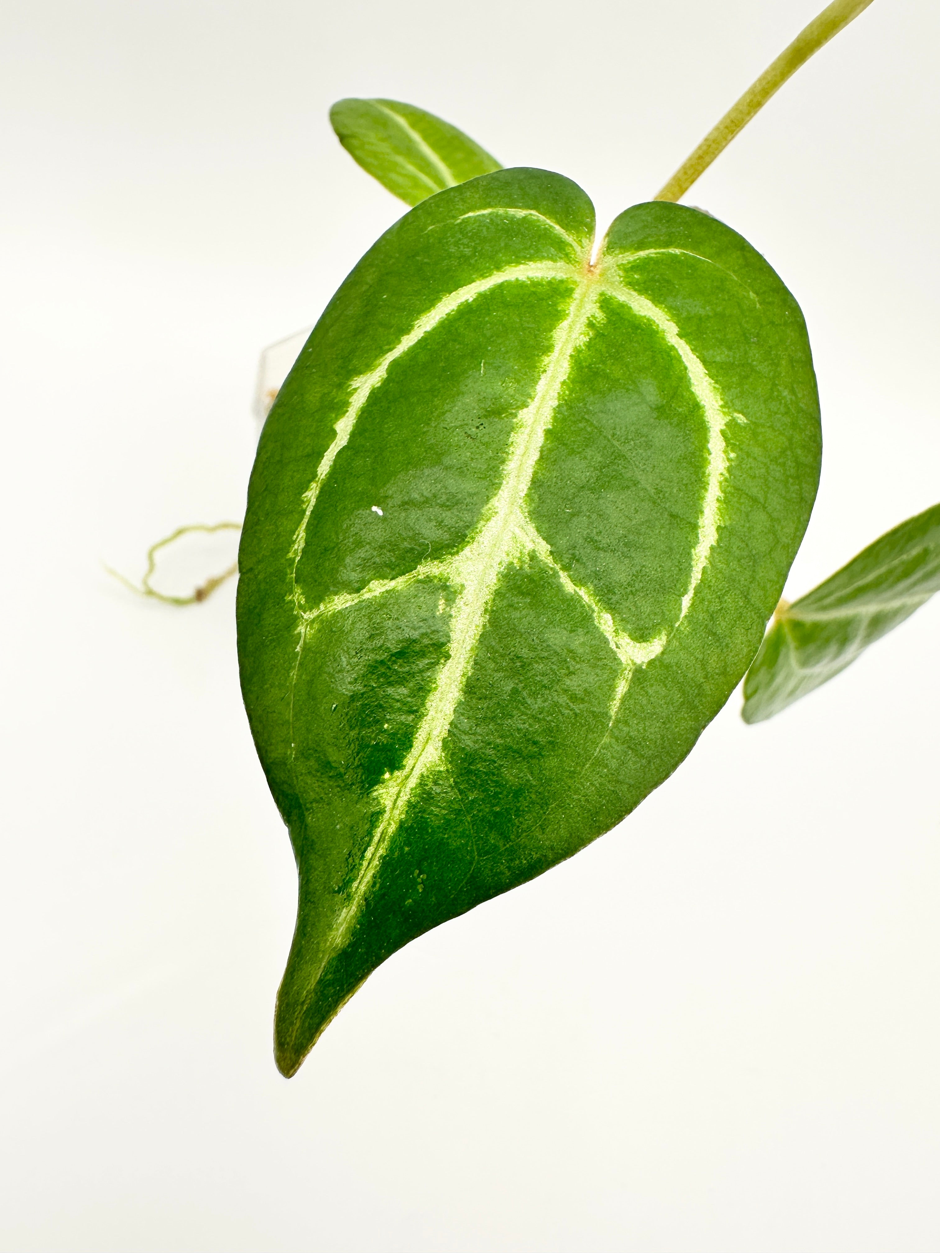 Anthurium (Red Crystallinum x Ace of Spades) x Red Crystallinum A