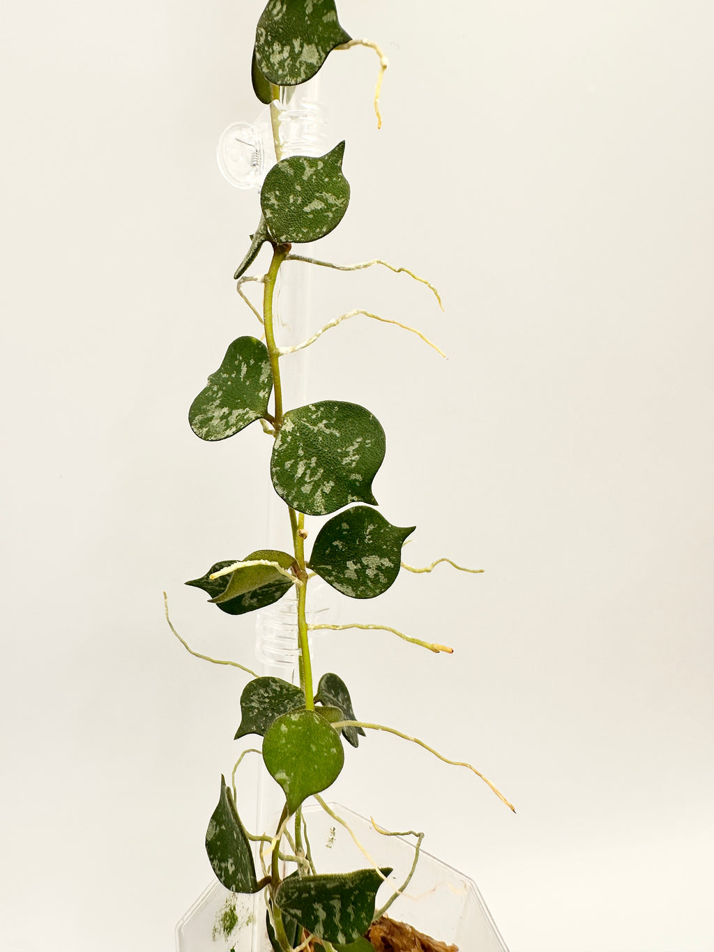 Hoya Curtisii Splash