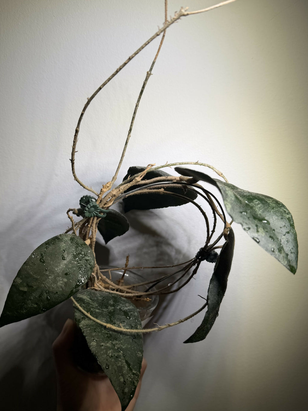 Hoya Caudata Sumatra - Mother Plant