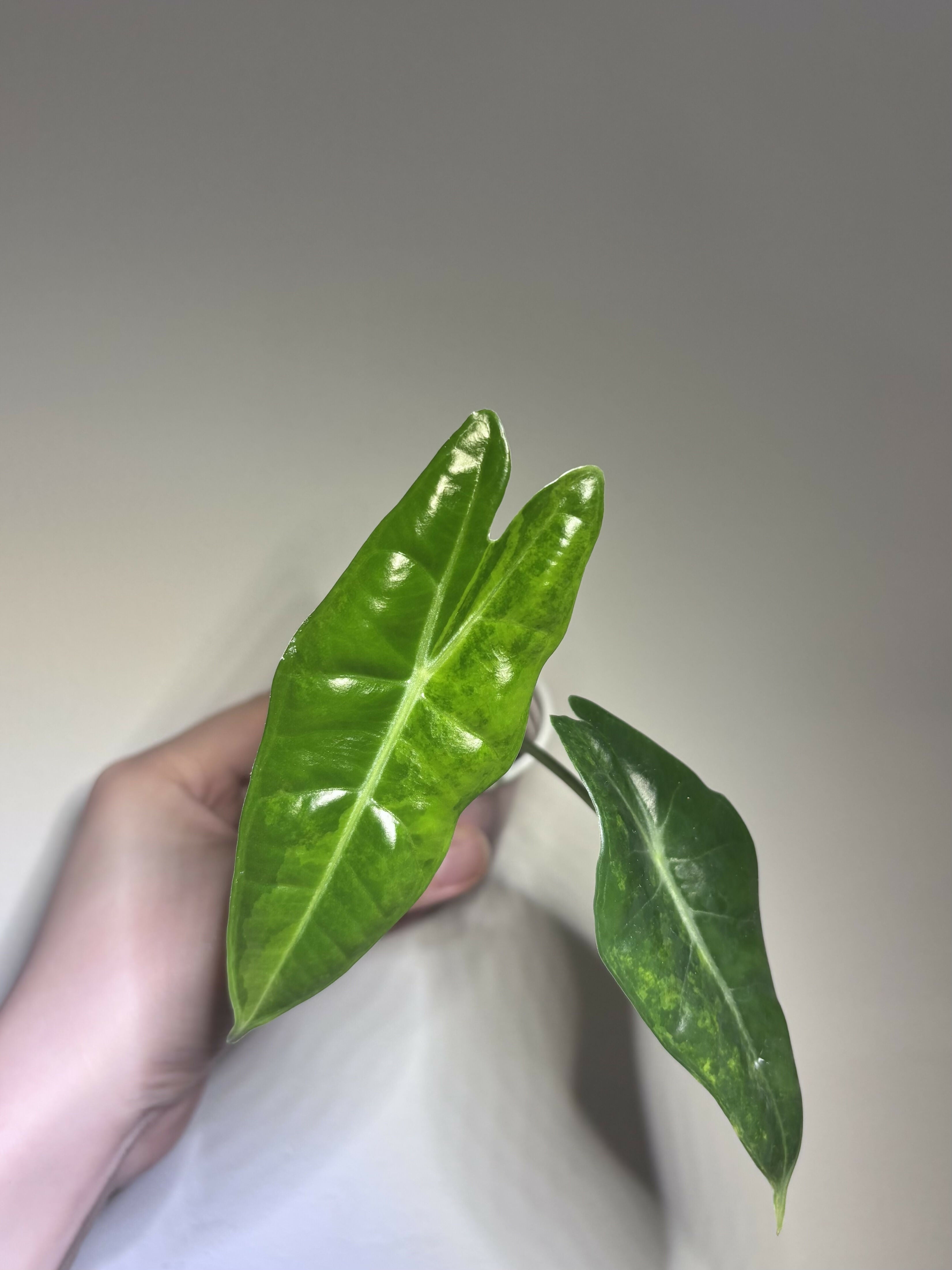Alocasia Longiloba Silver Aurea