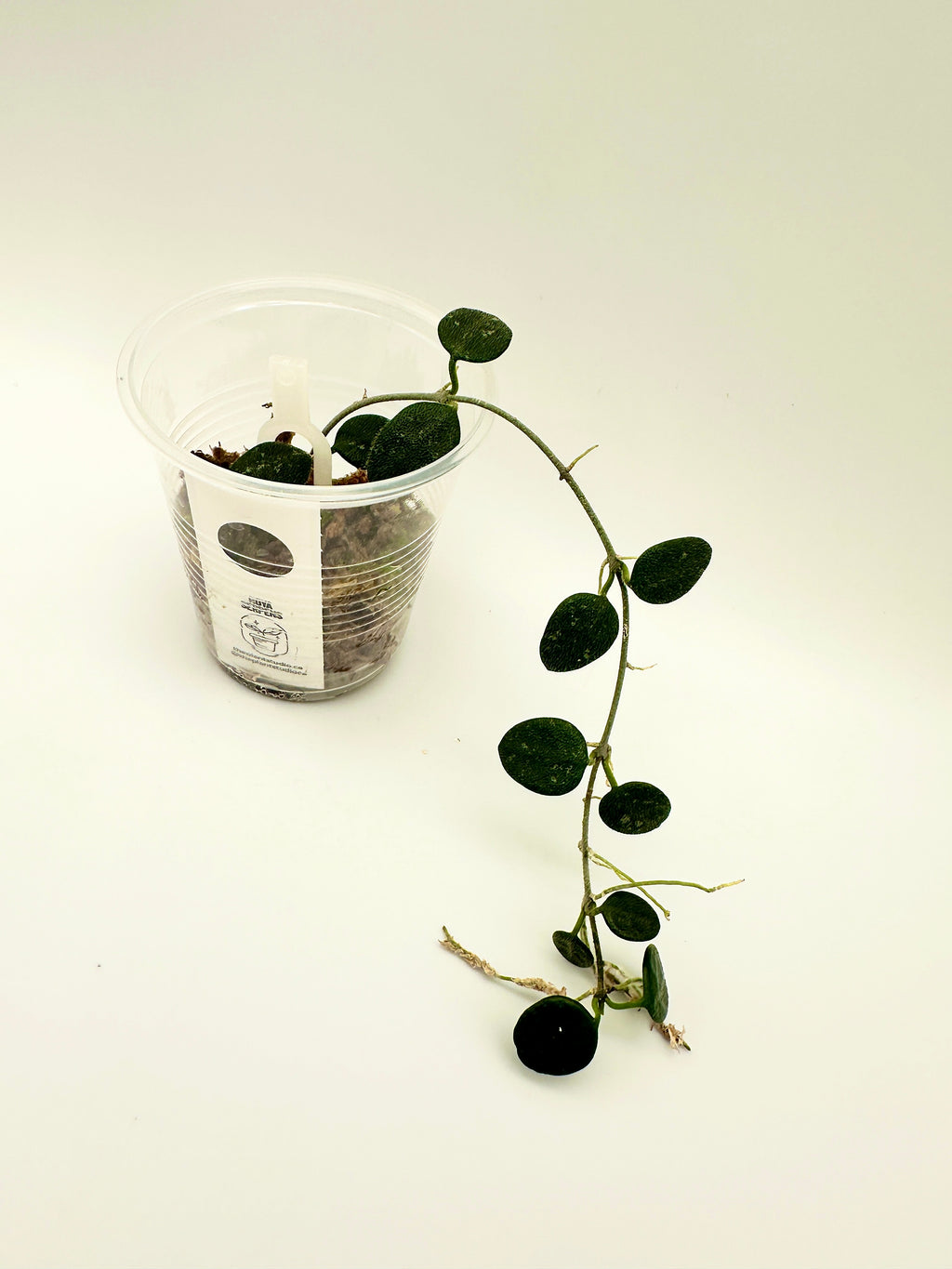 Hoya Serpens (B)