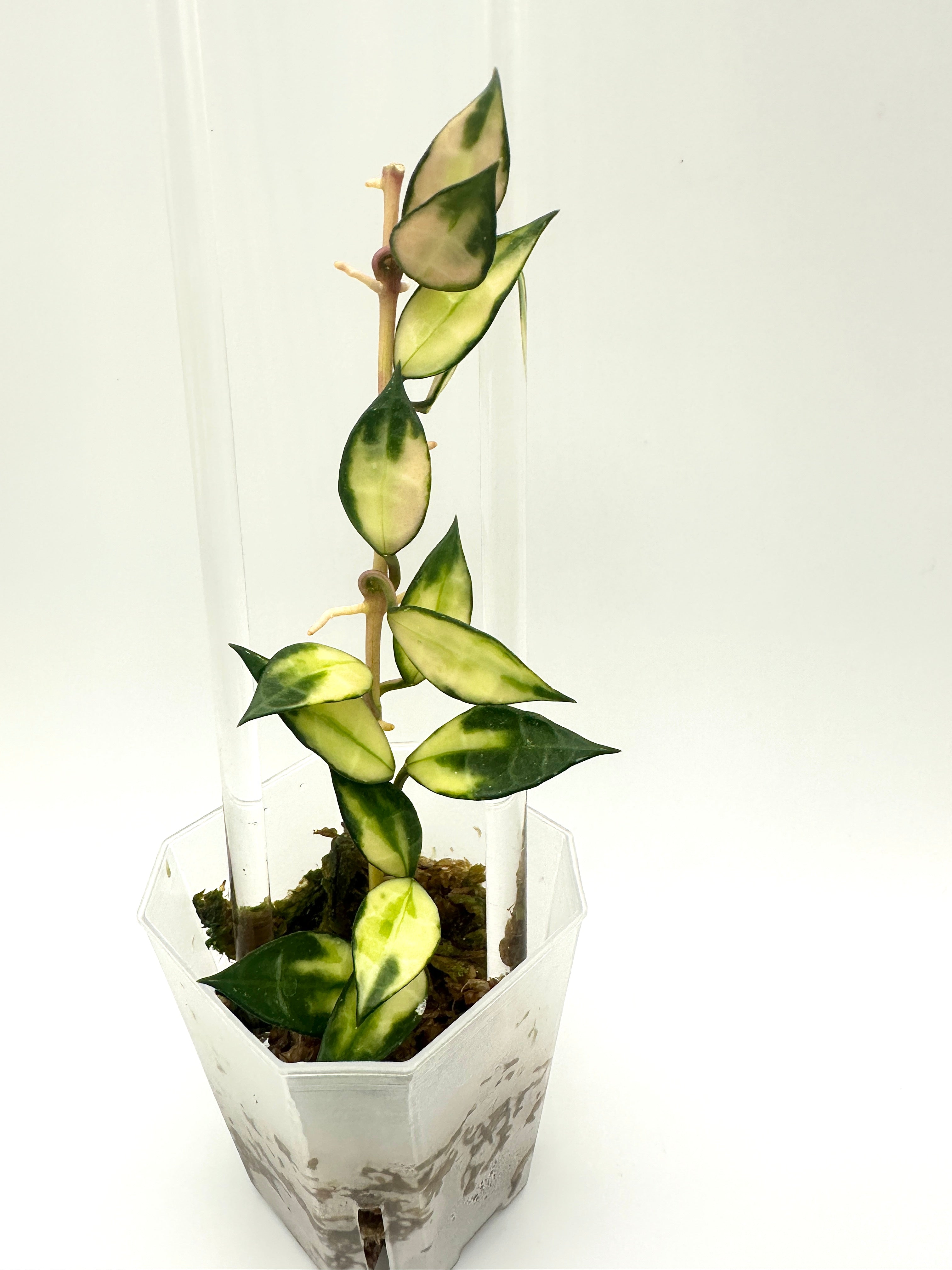 Hoya Lacunosa Var. (A)