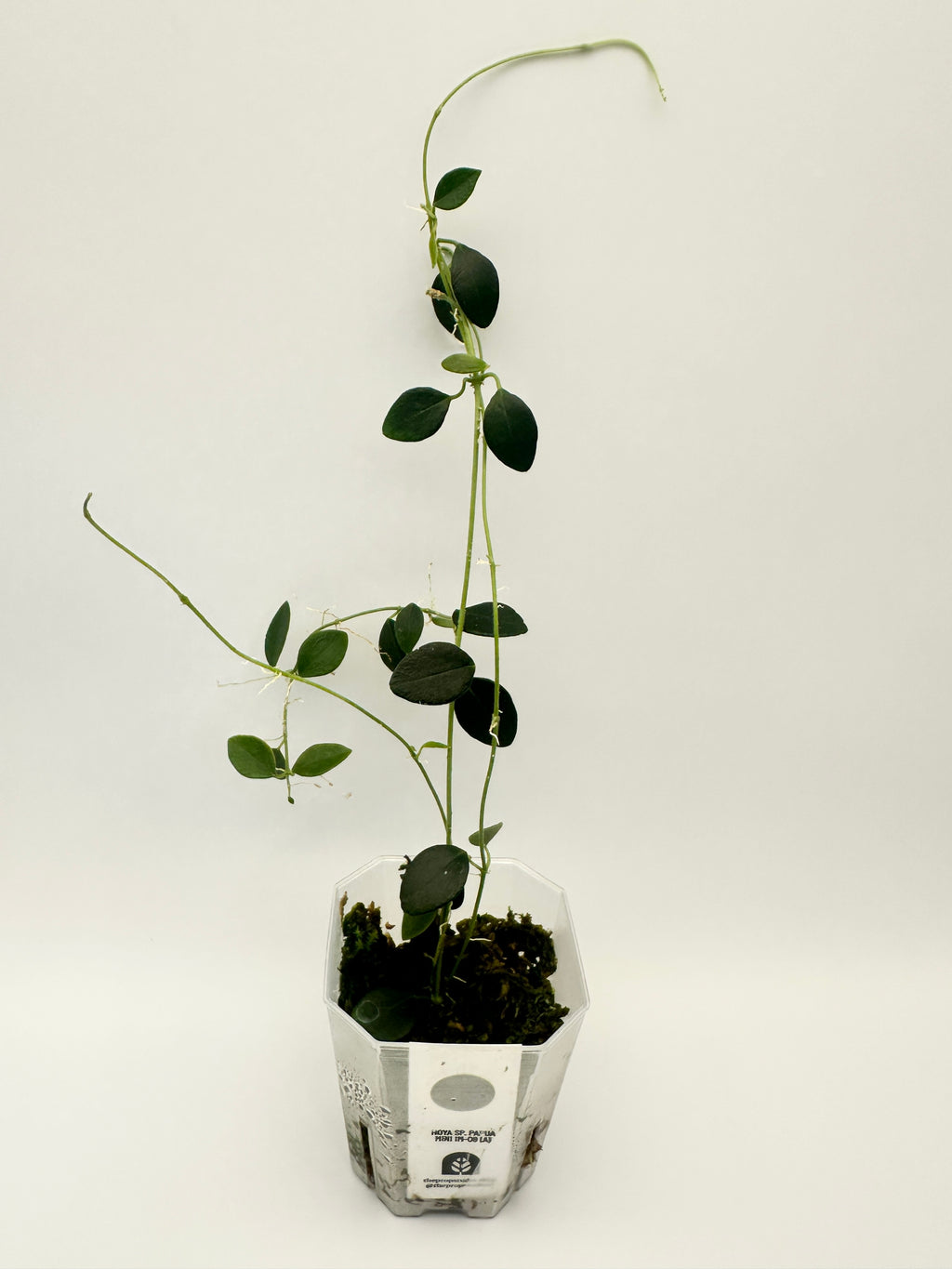 Hoya IM-08