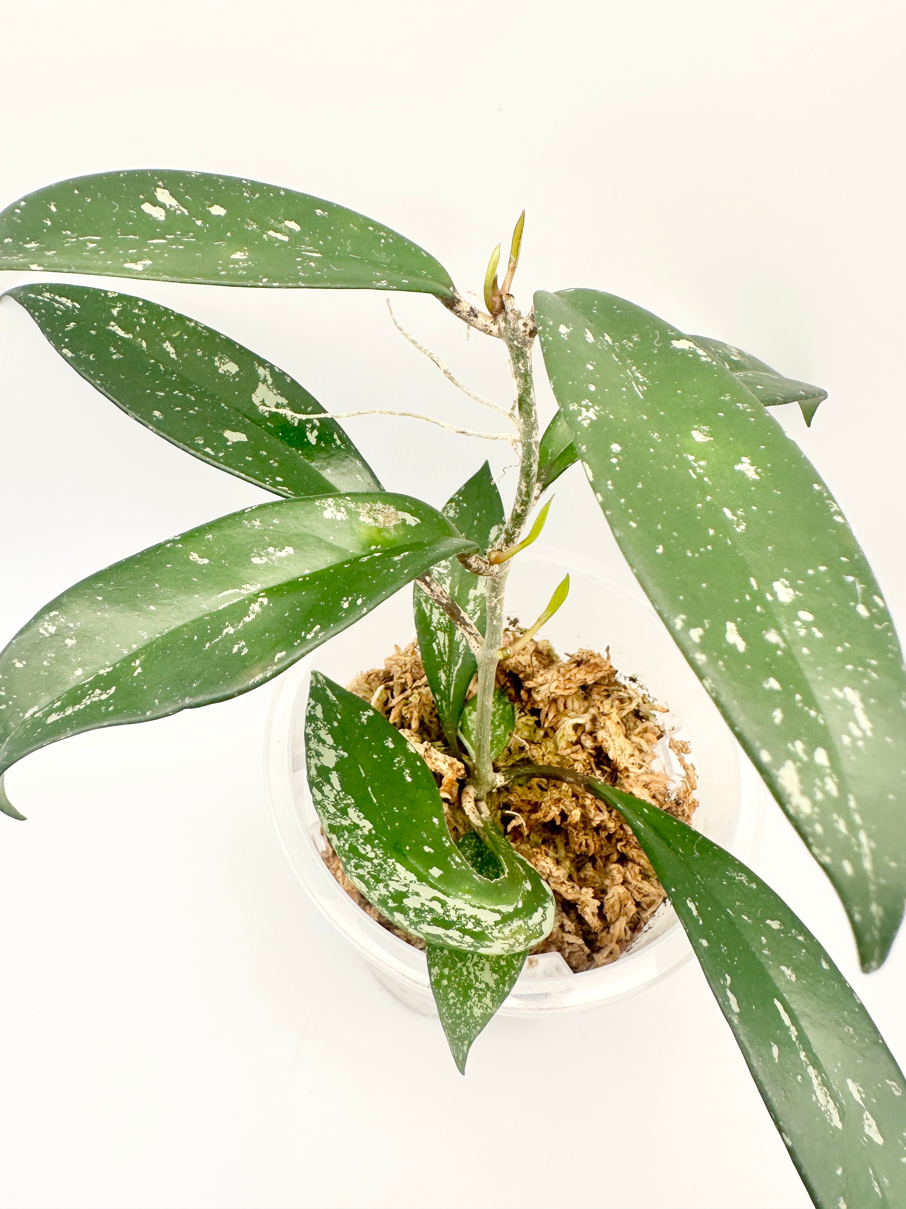 Hoya Pubicalyx Splash