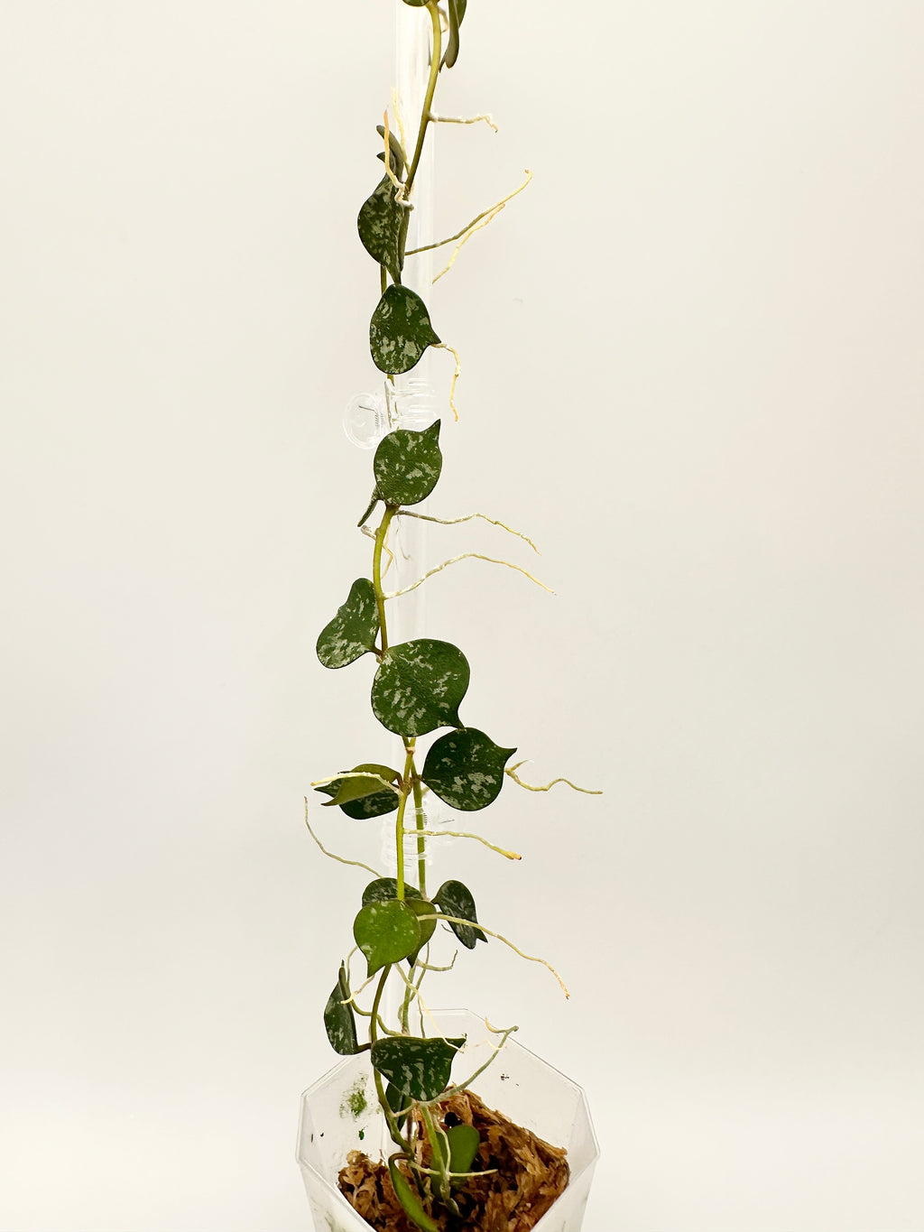 Hoya Curtisii Splash