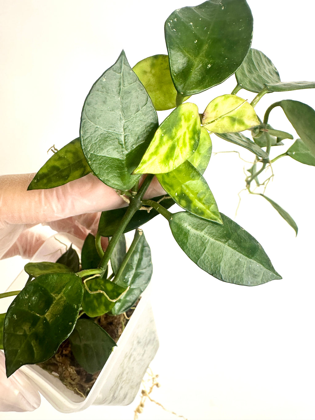 Hoya Lacunosa ‘Amarillo’