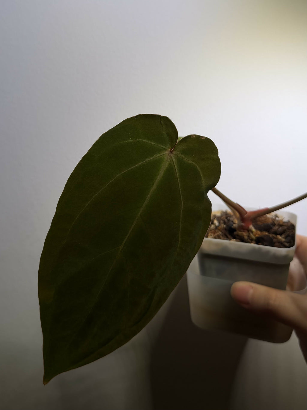 Anthurium Red Crystallinum x BVEP (Medium)