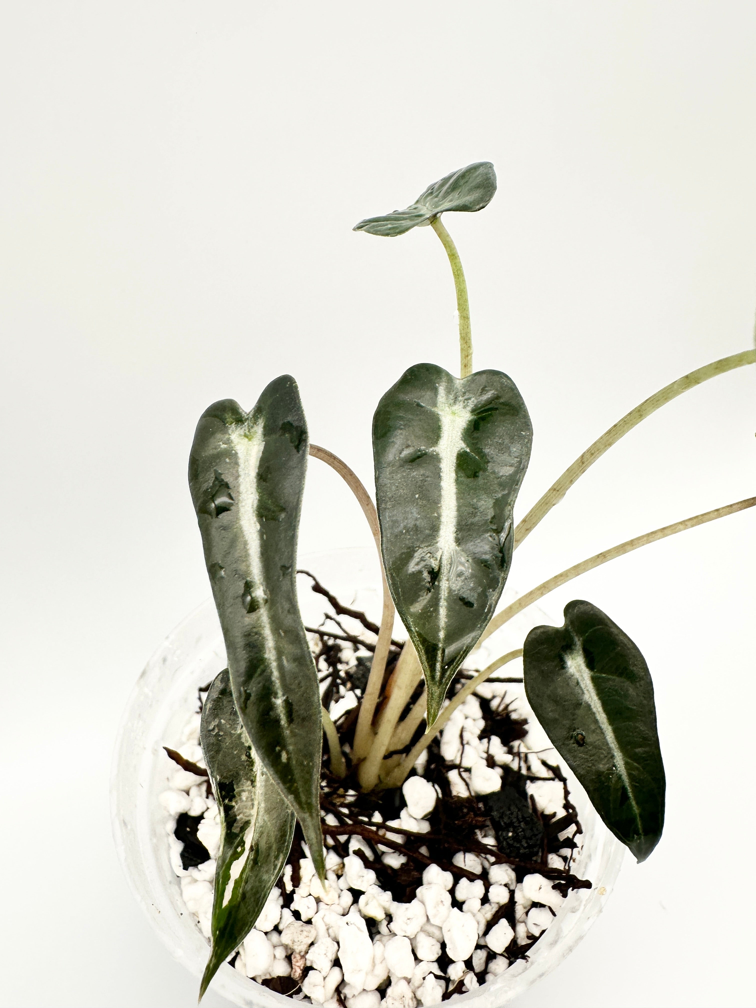 Alocasia Amazonica ‘Bambino’