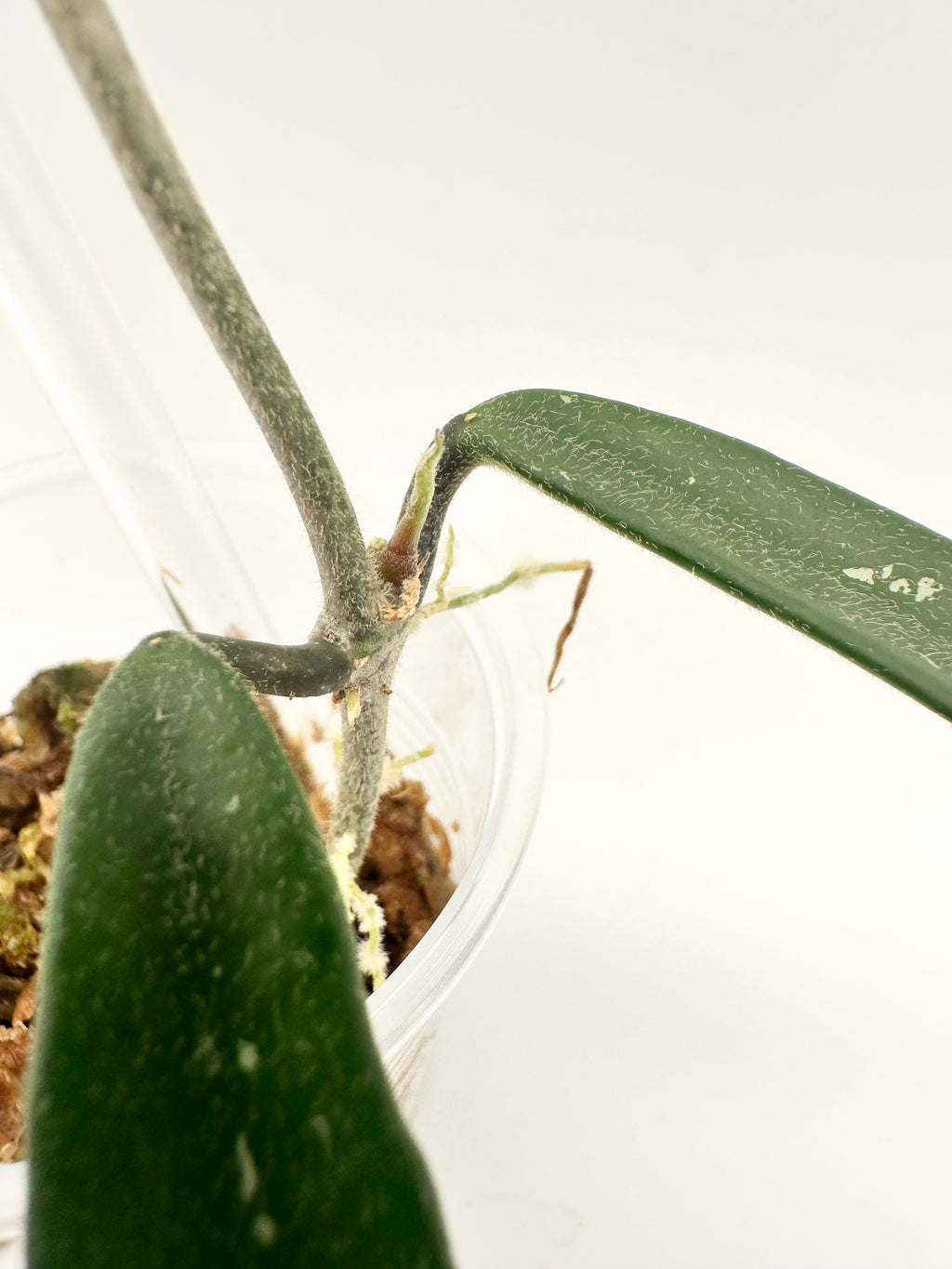 Hoya Mirabilis Clone B