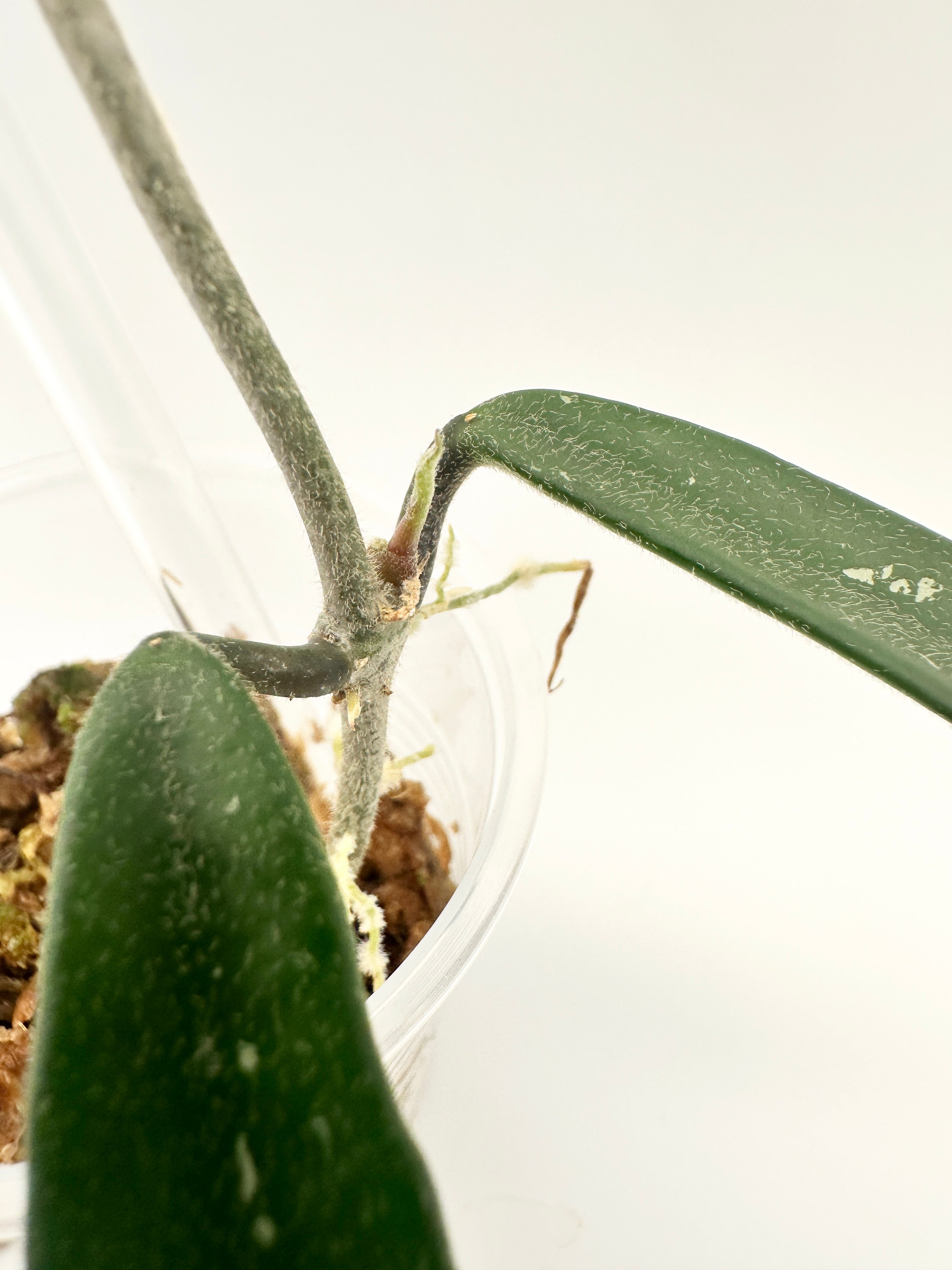 Hoya Mirabilis Clone B