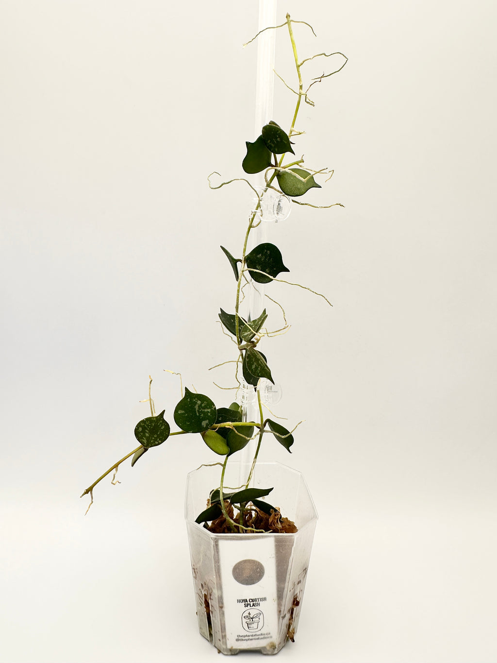 Hoya Curtisii Splash