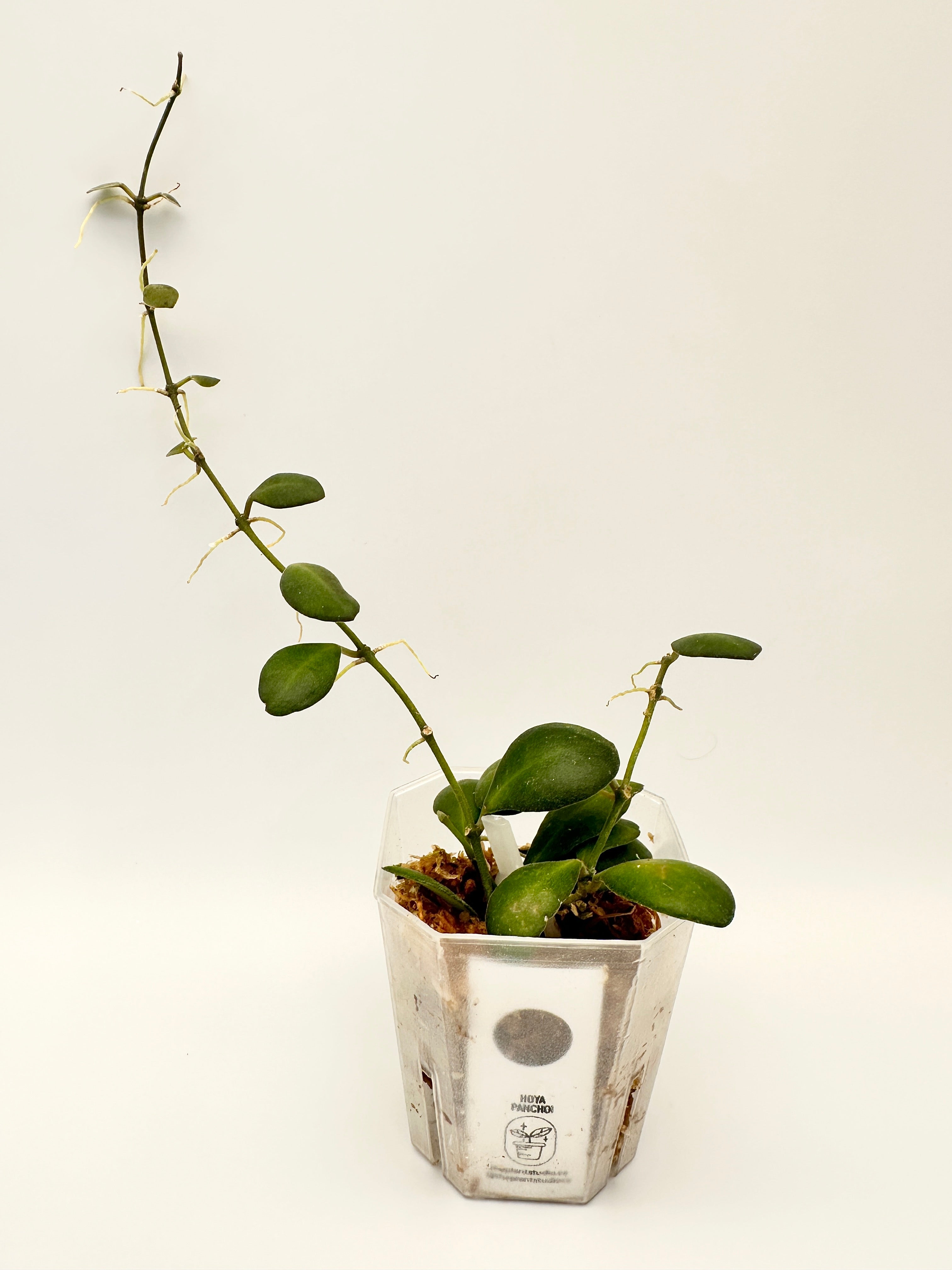 Hoya Panchoi (A)
