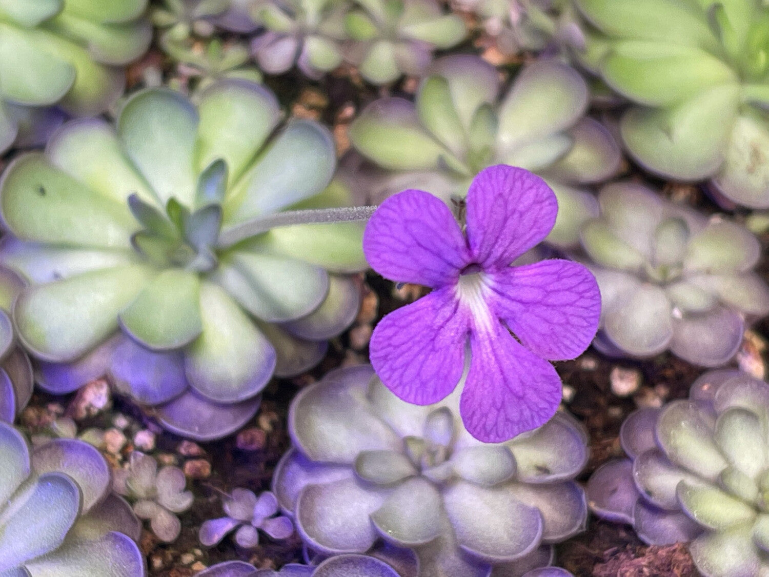Pinguicula Cyclosecta