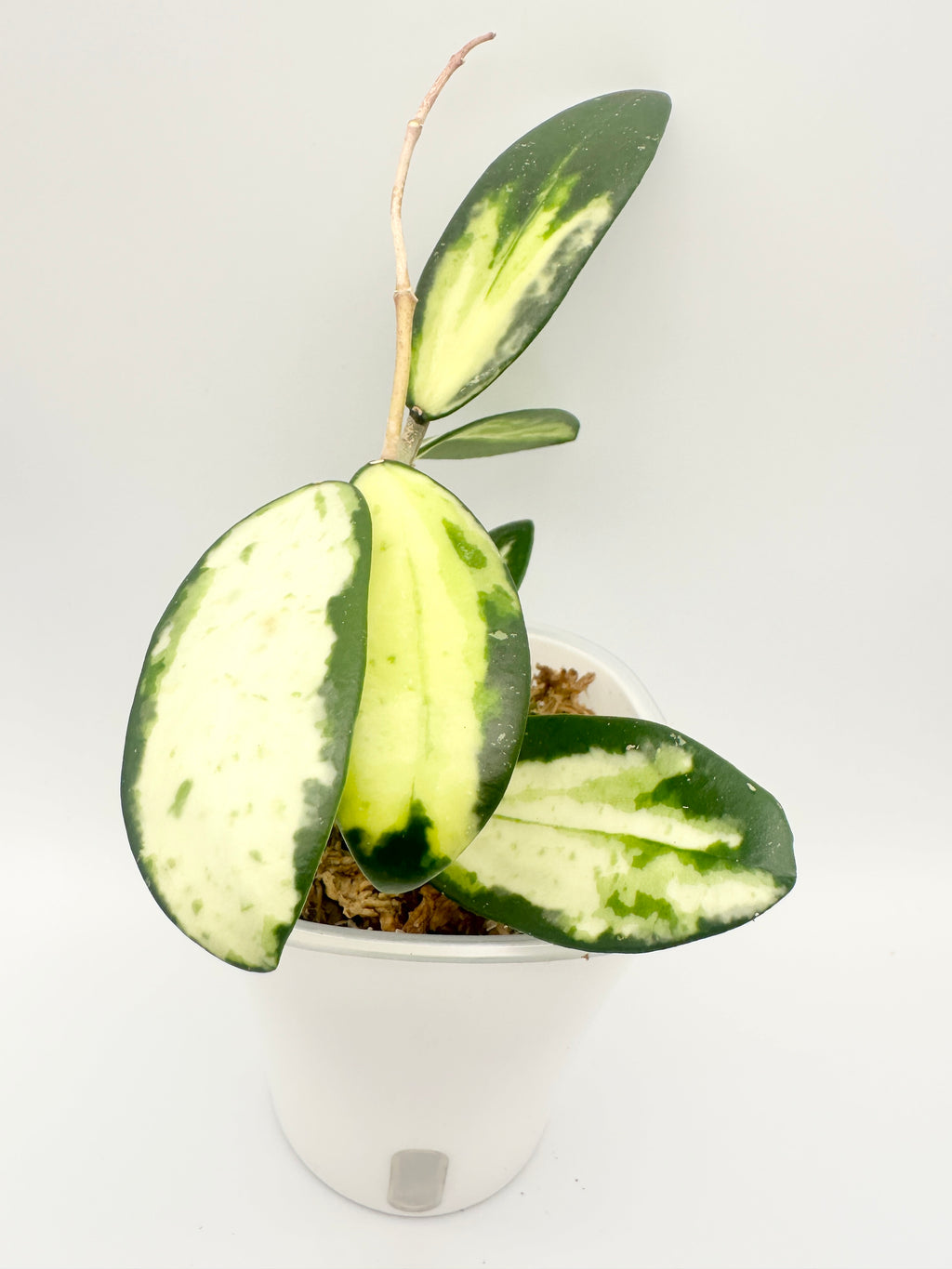 Hoya Acuta Var.