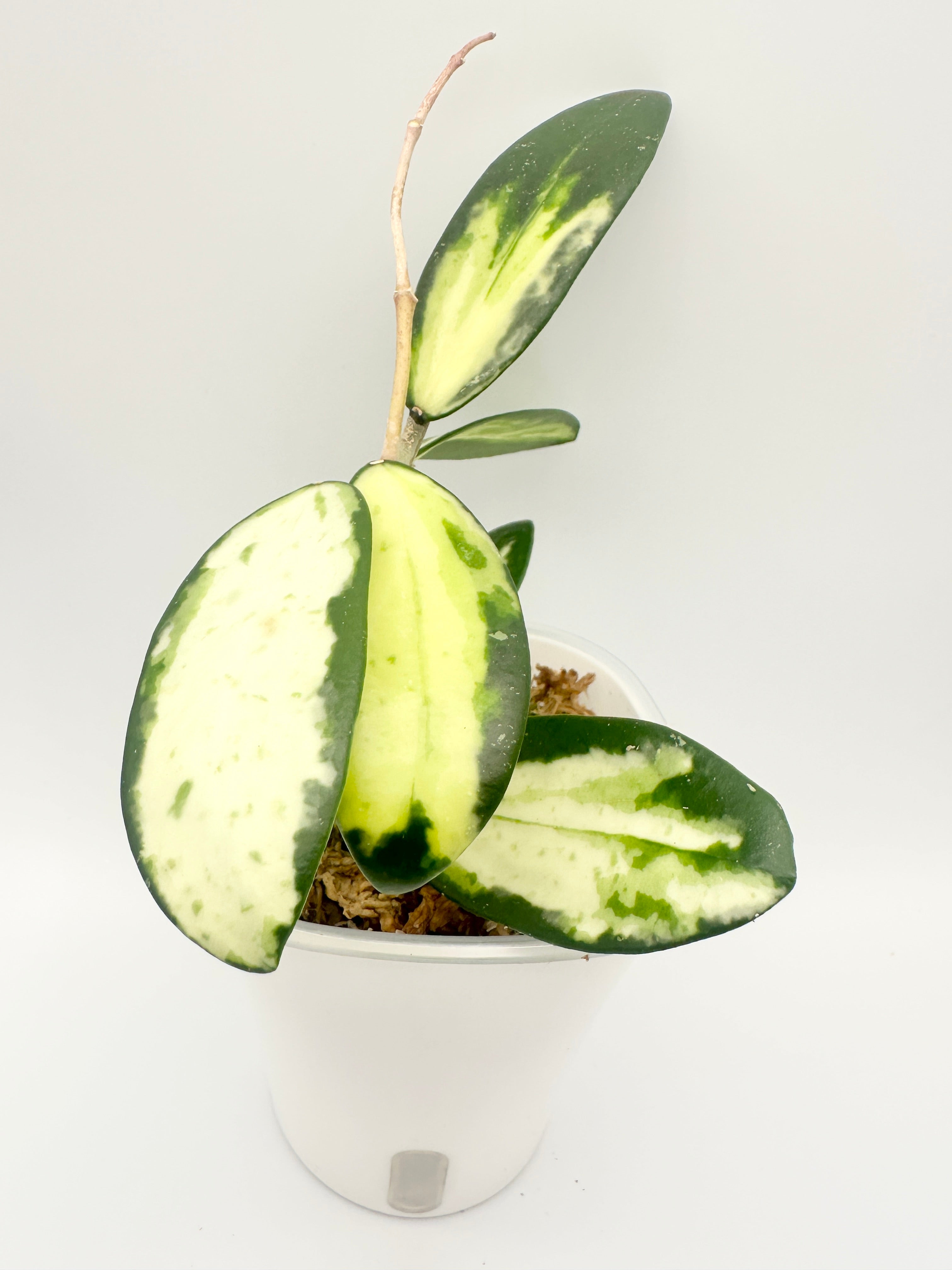 Hoya Acuta Var.