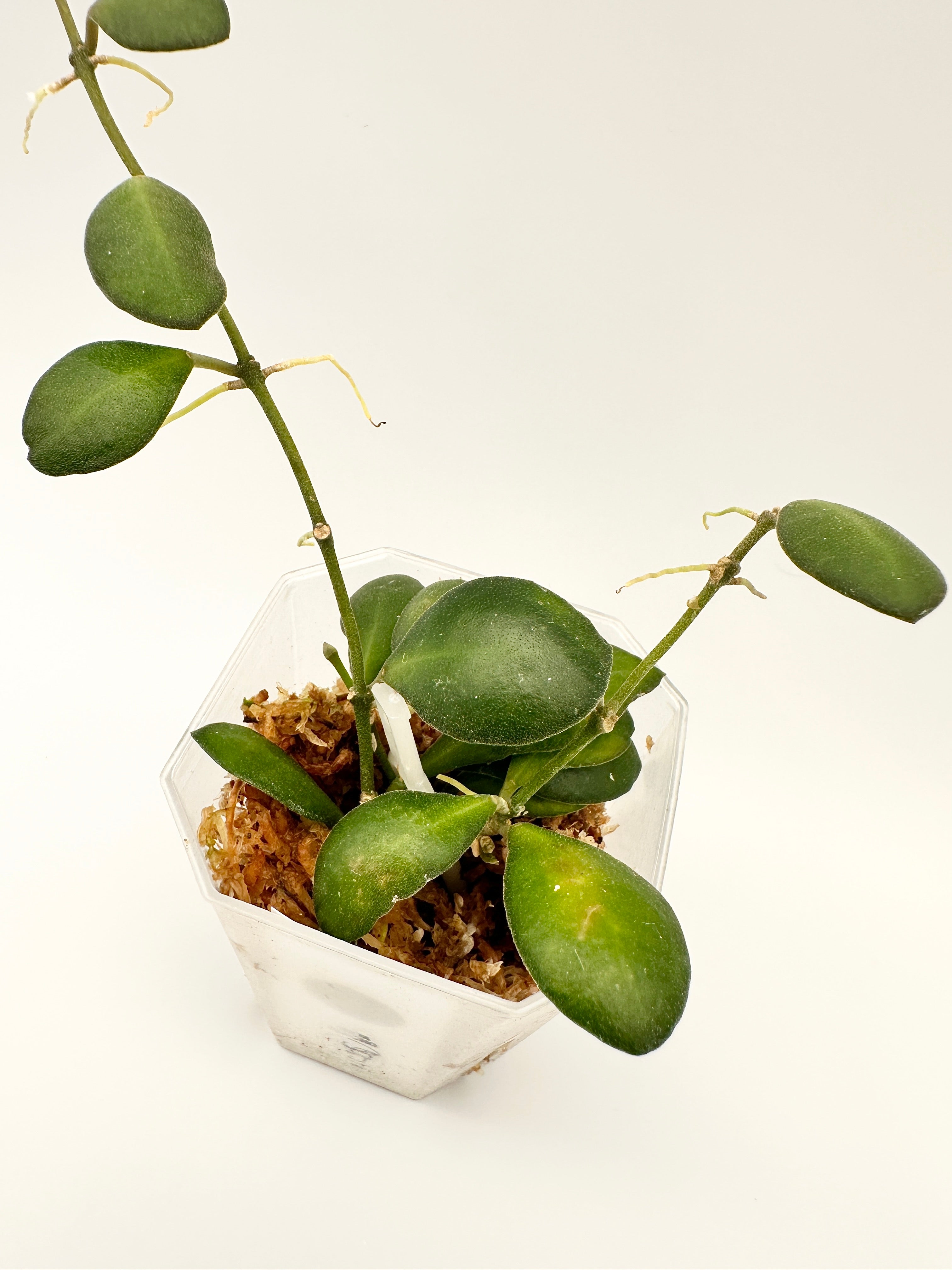 Hoya Panchoi (A)