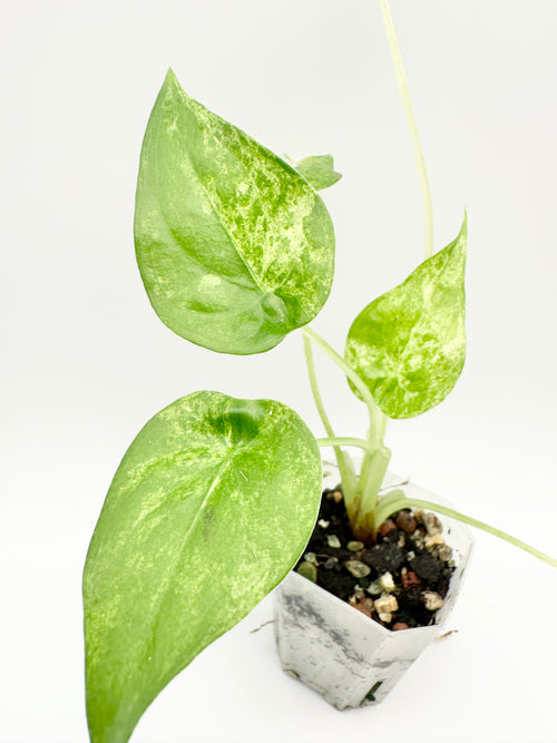 Alocasia Cucullata Mint