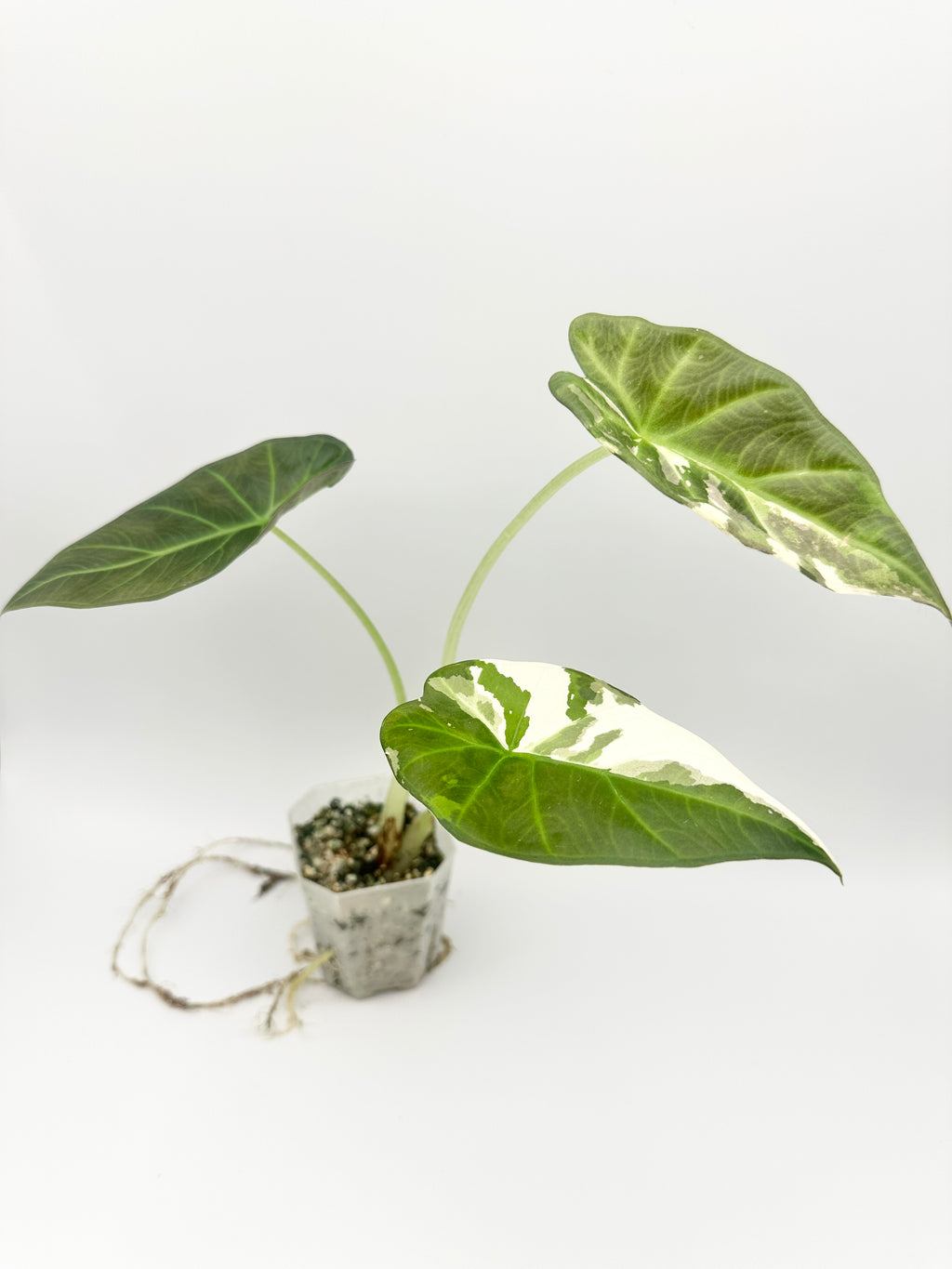 Alocasia Regal Shield Albo (Established, Big)