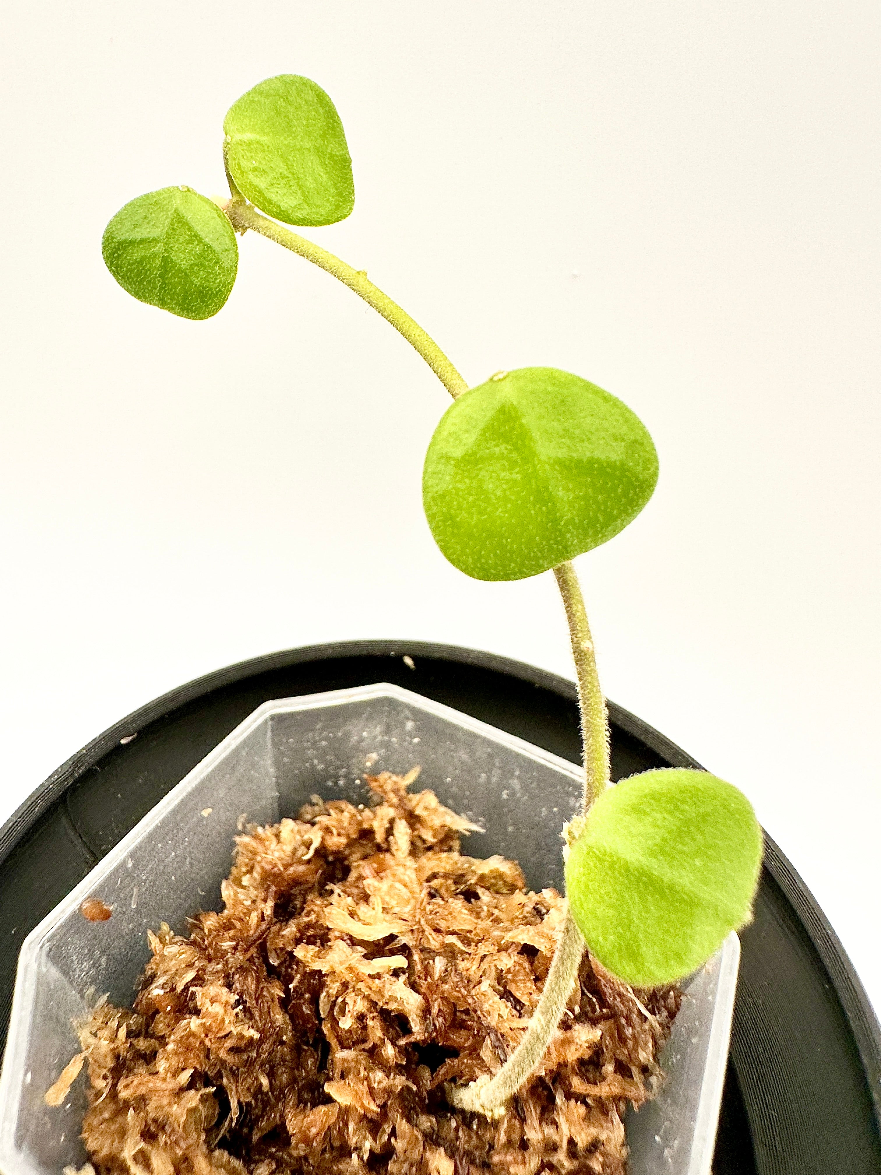 Hoya Obcordata