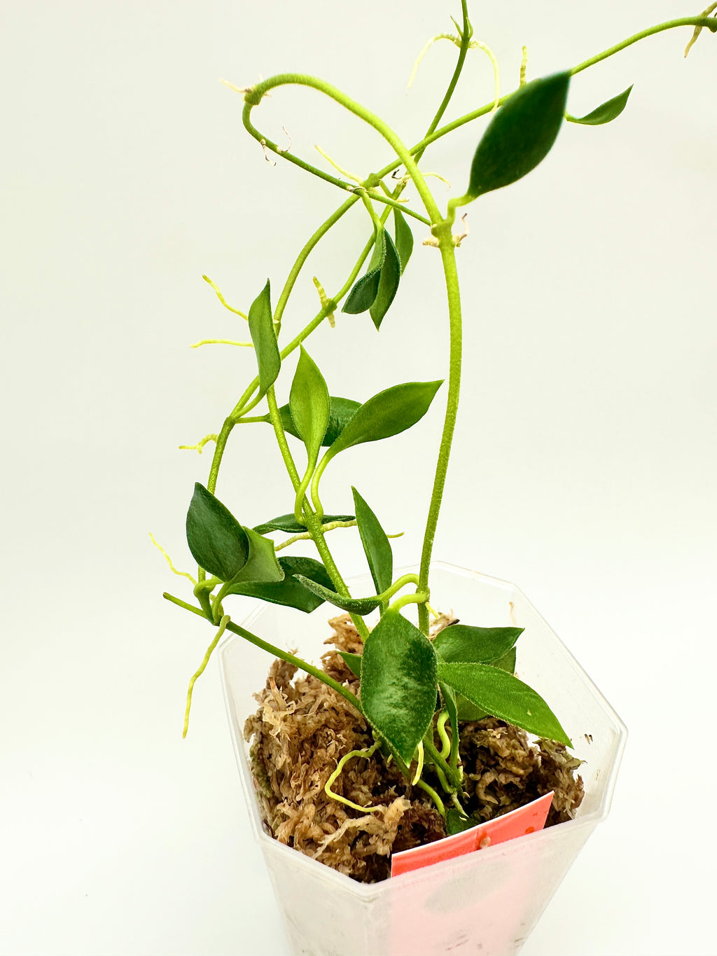 Hoya Mamasa (B)