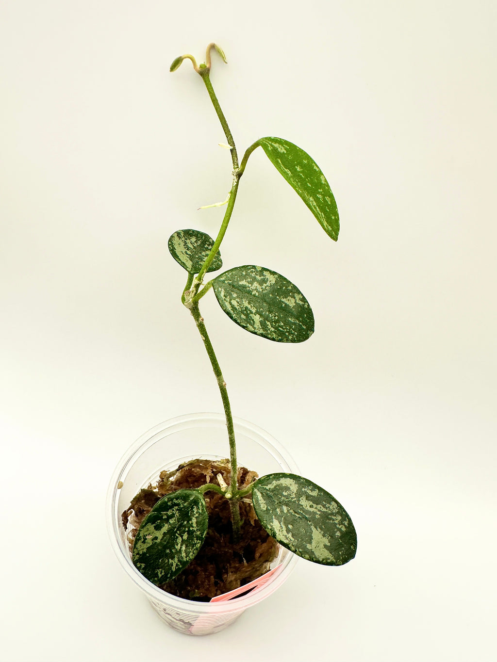 Hoya Lima Splash (A)