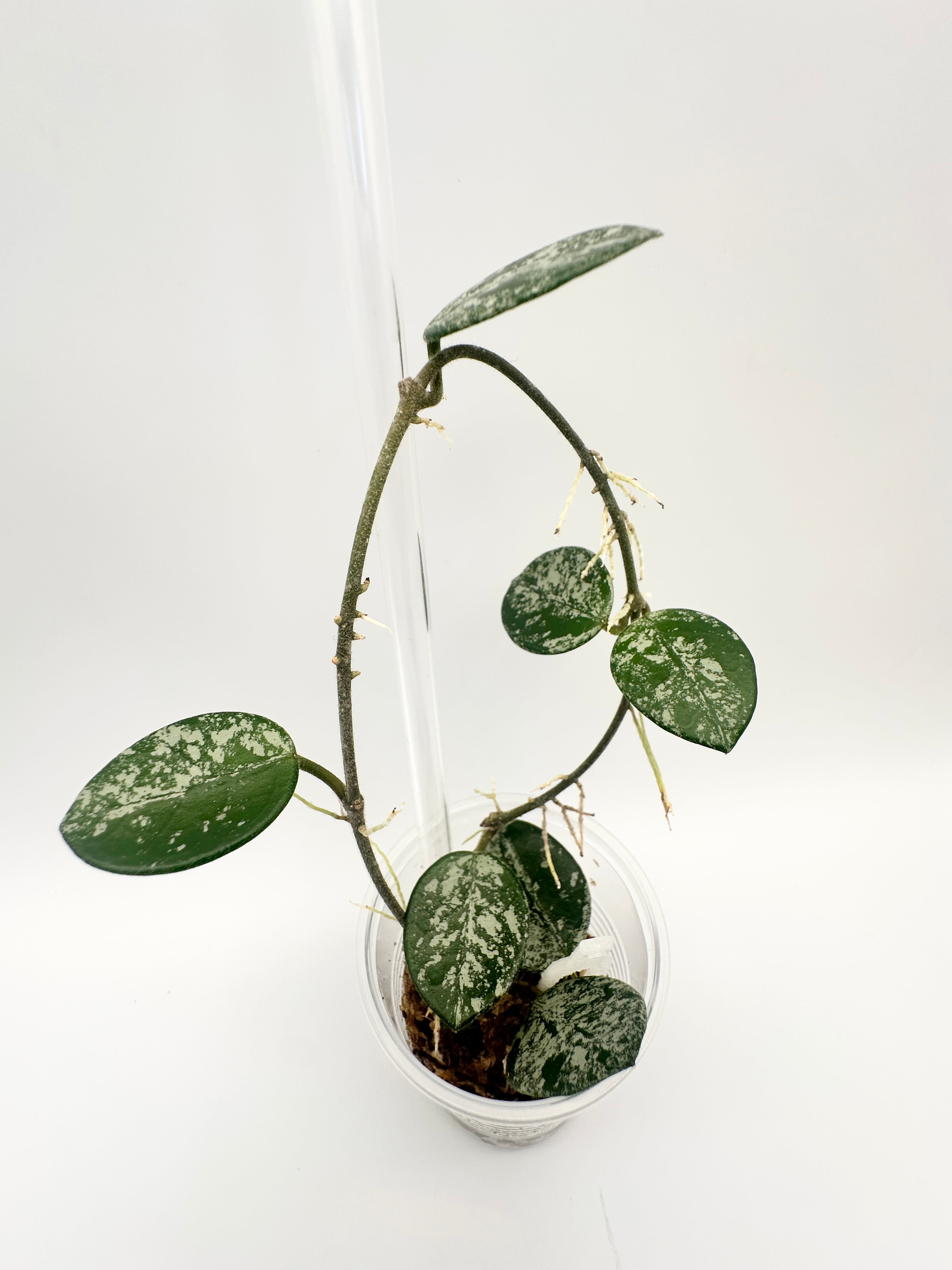 Hoya Mathilde Splash (B)