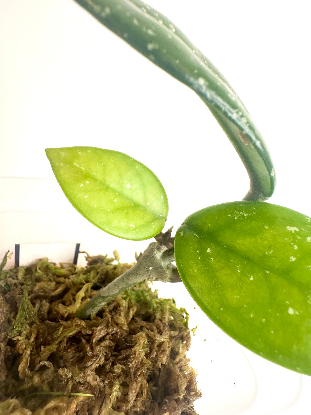 Hoya Carnosa ‘Wilbur Graves China’